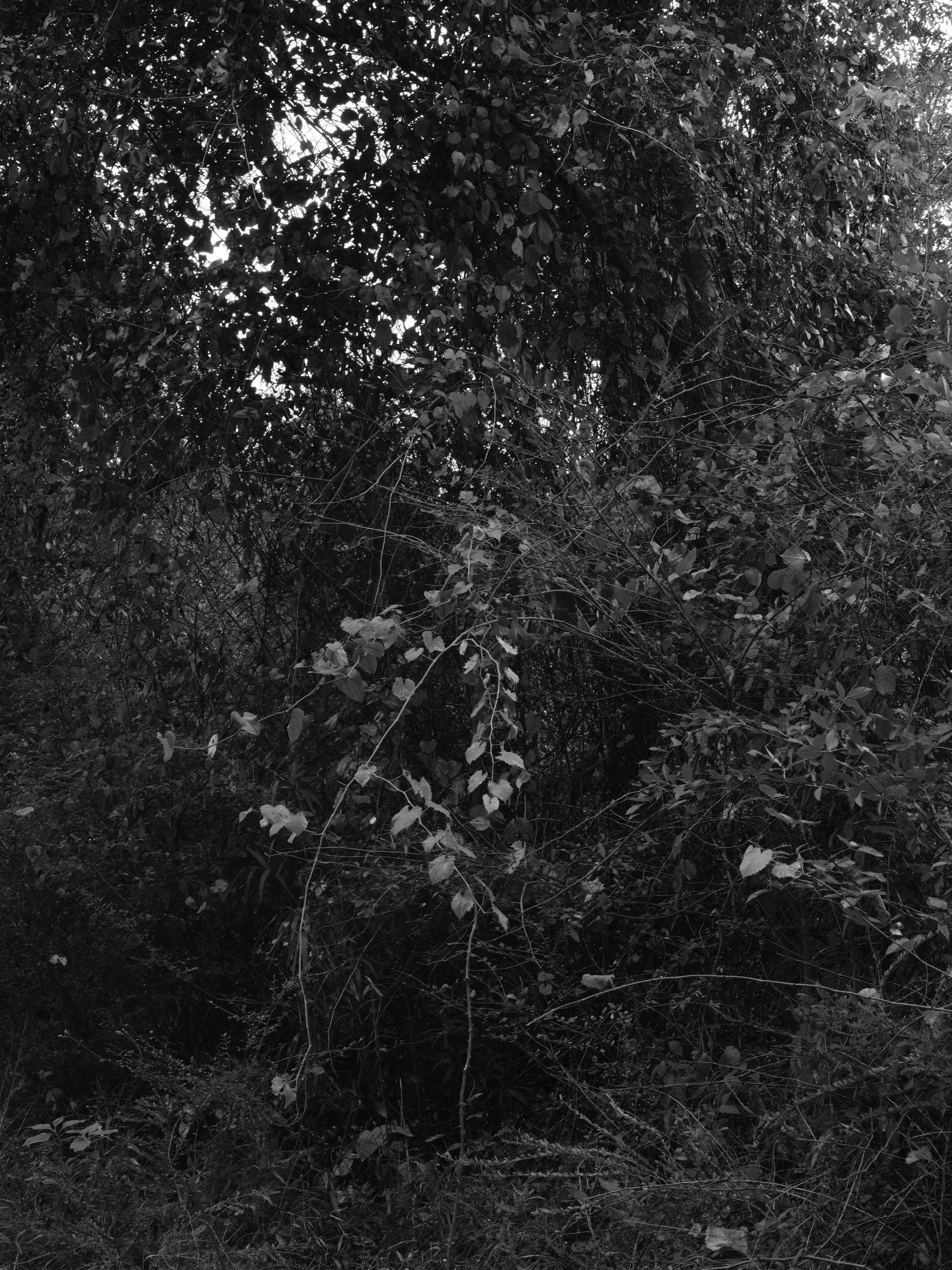 Untitled #26, Far Bank, Athens, GA, 2025