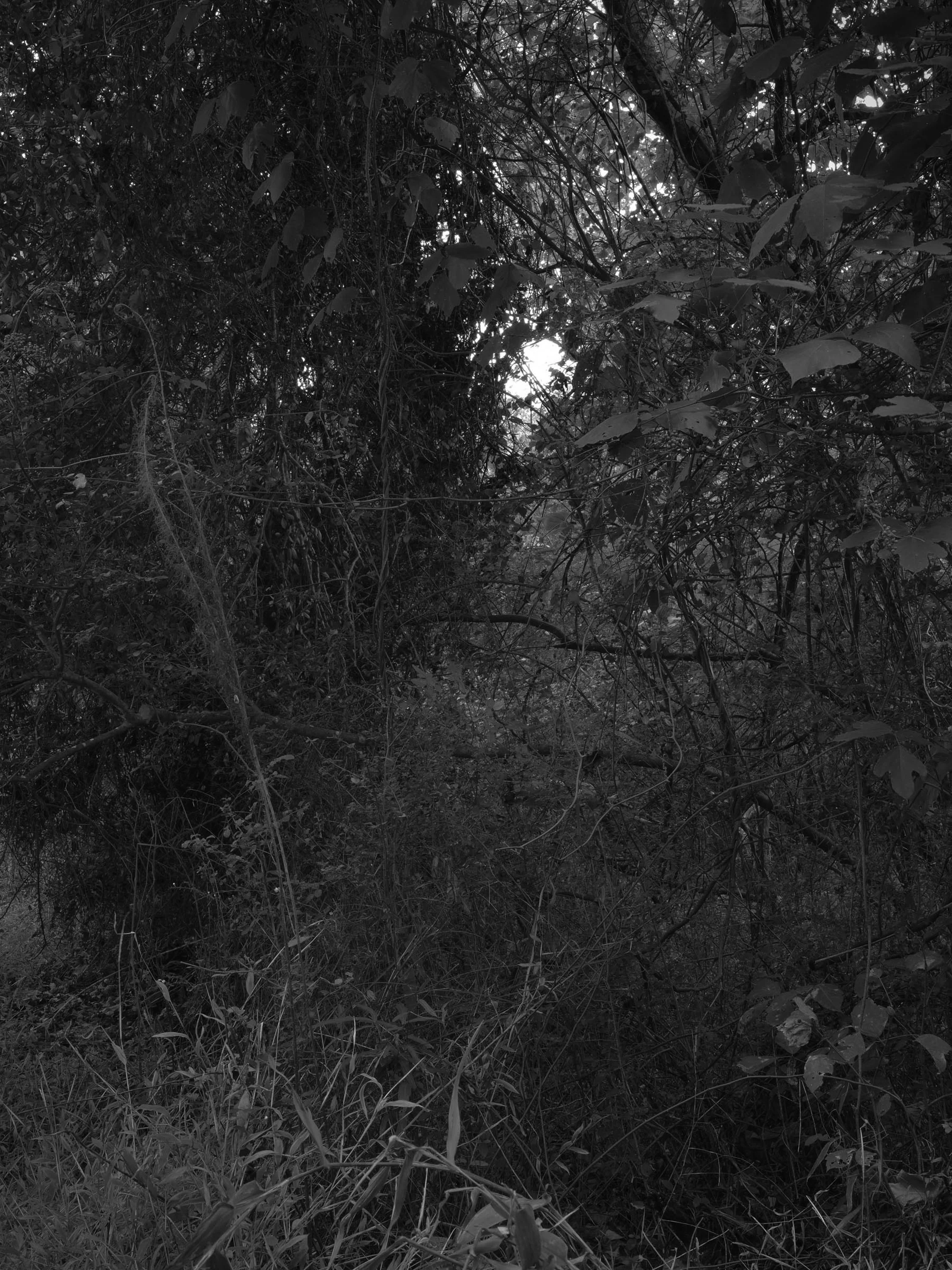 Untitled #27, Far Bank, Athens, GA, 2025