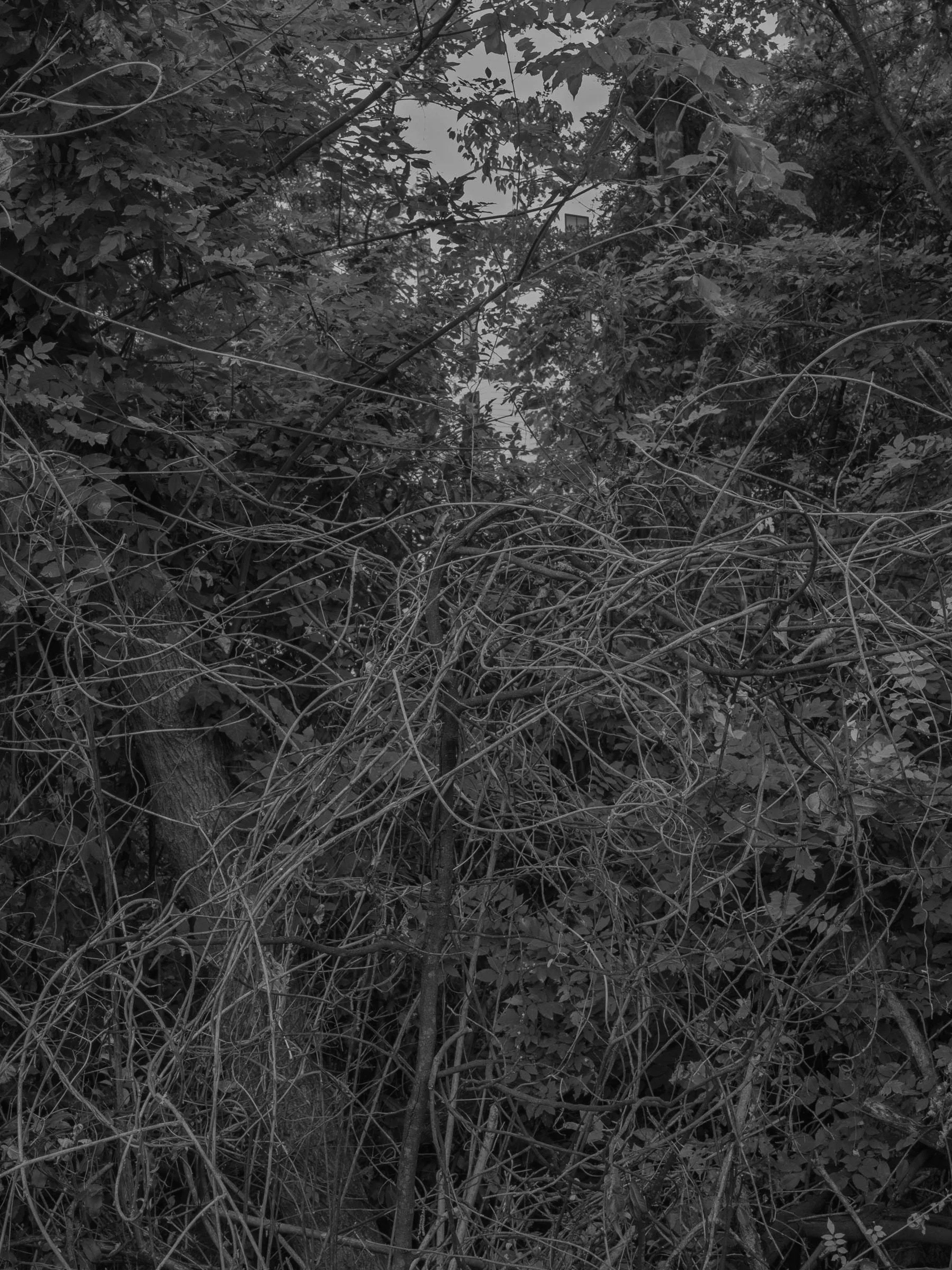Untitled #28, Far Bank, Athens, GA, 2025