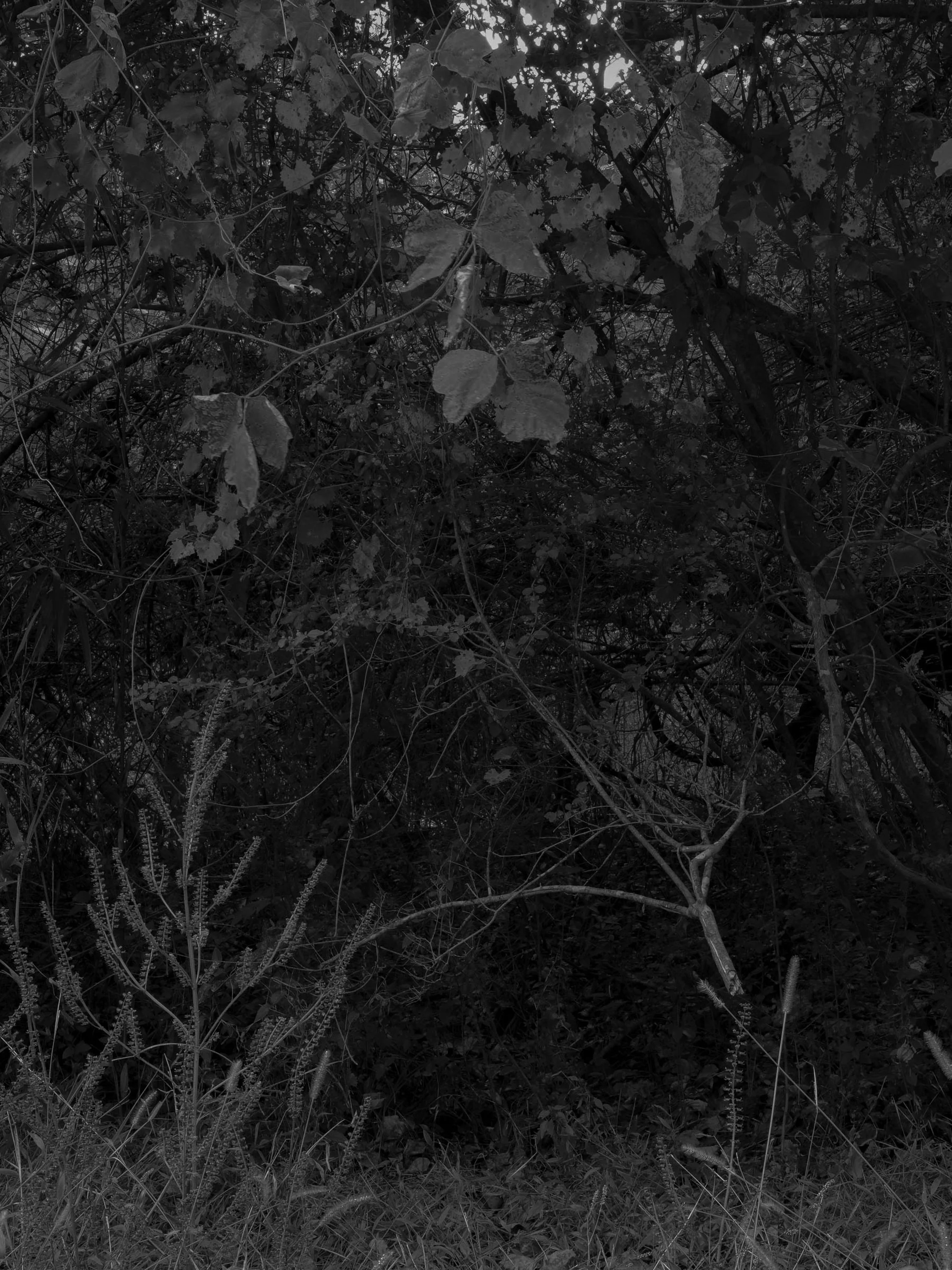 Untitled #29, Far Bank, Athens, GA, 2025