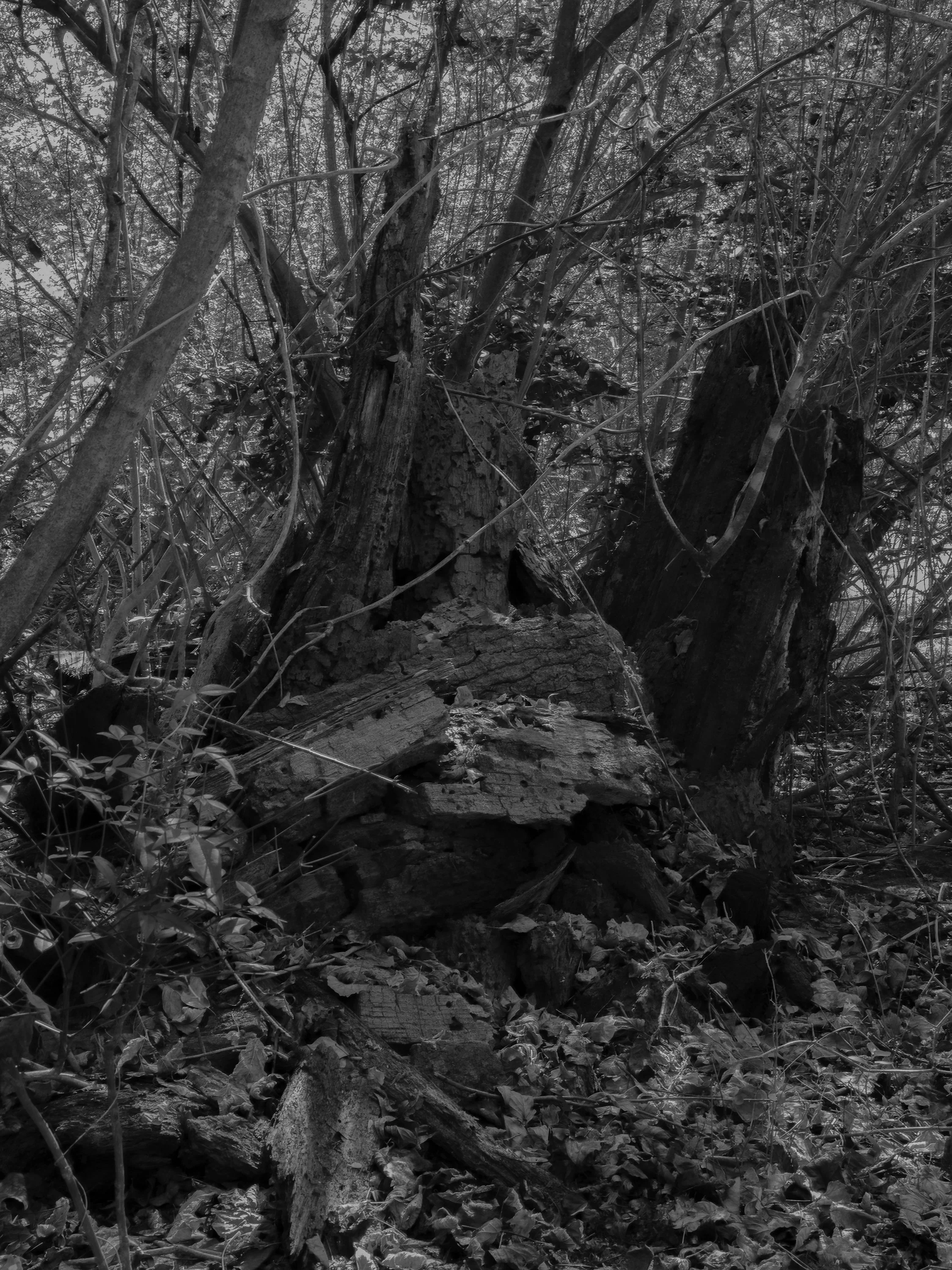 Untitled #25, Far Bank, Athens, GA, 2025