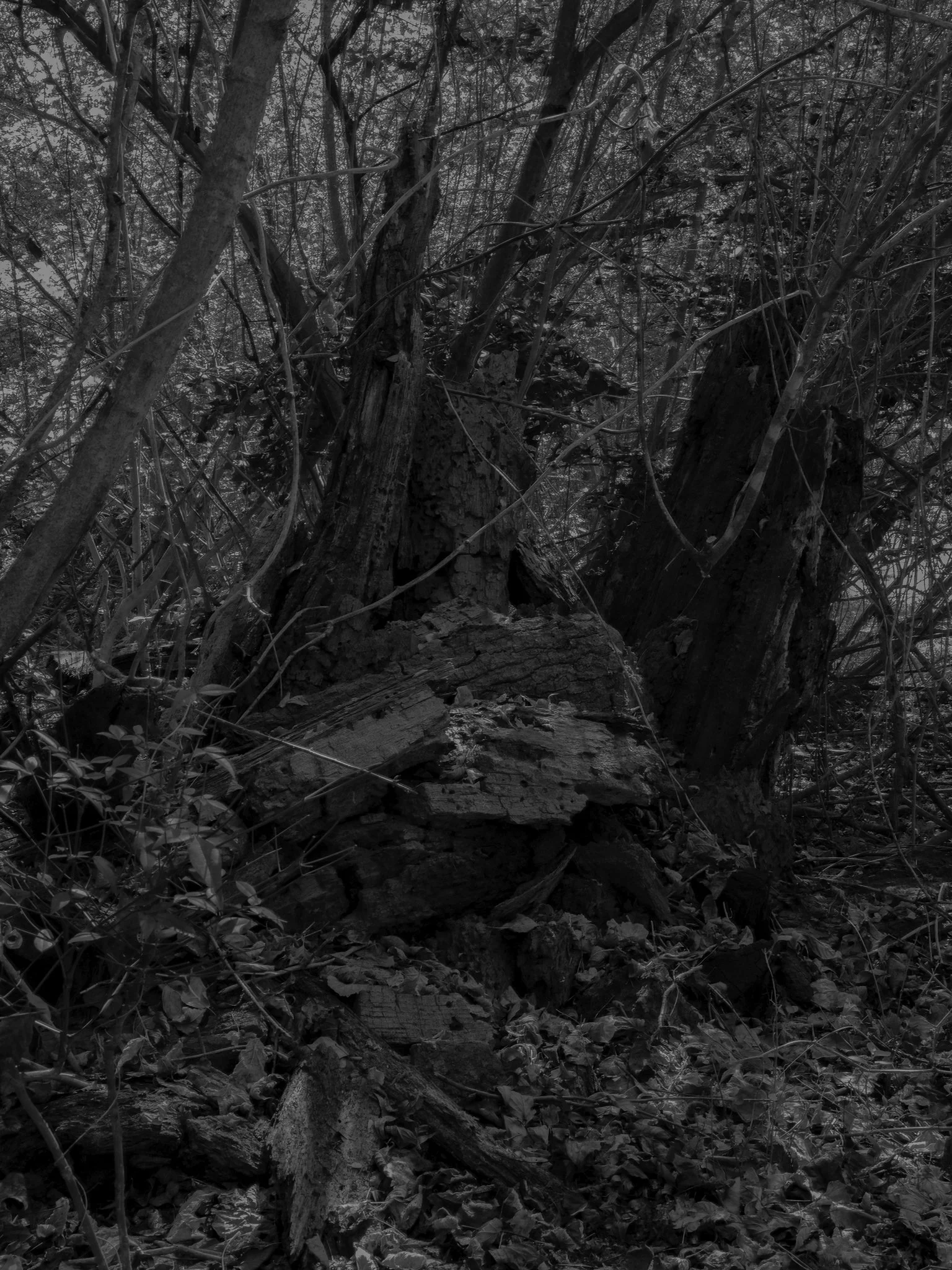Untitled #25, Far Bank, Athens, GA, 2025