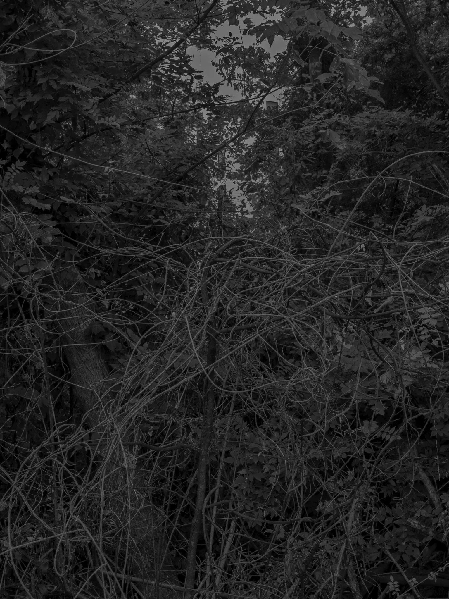 Untitled #28, Far Bank, Athens, GA, 2025