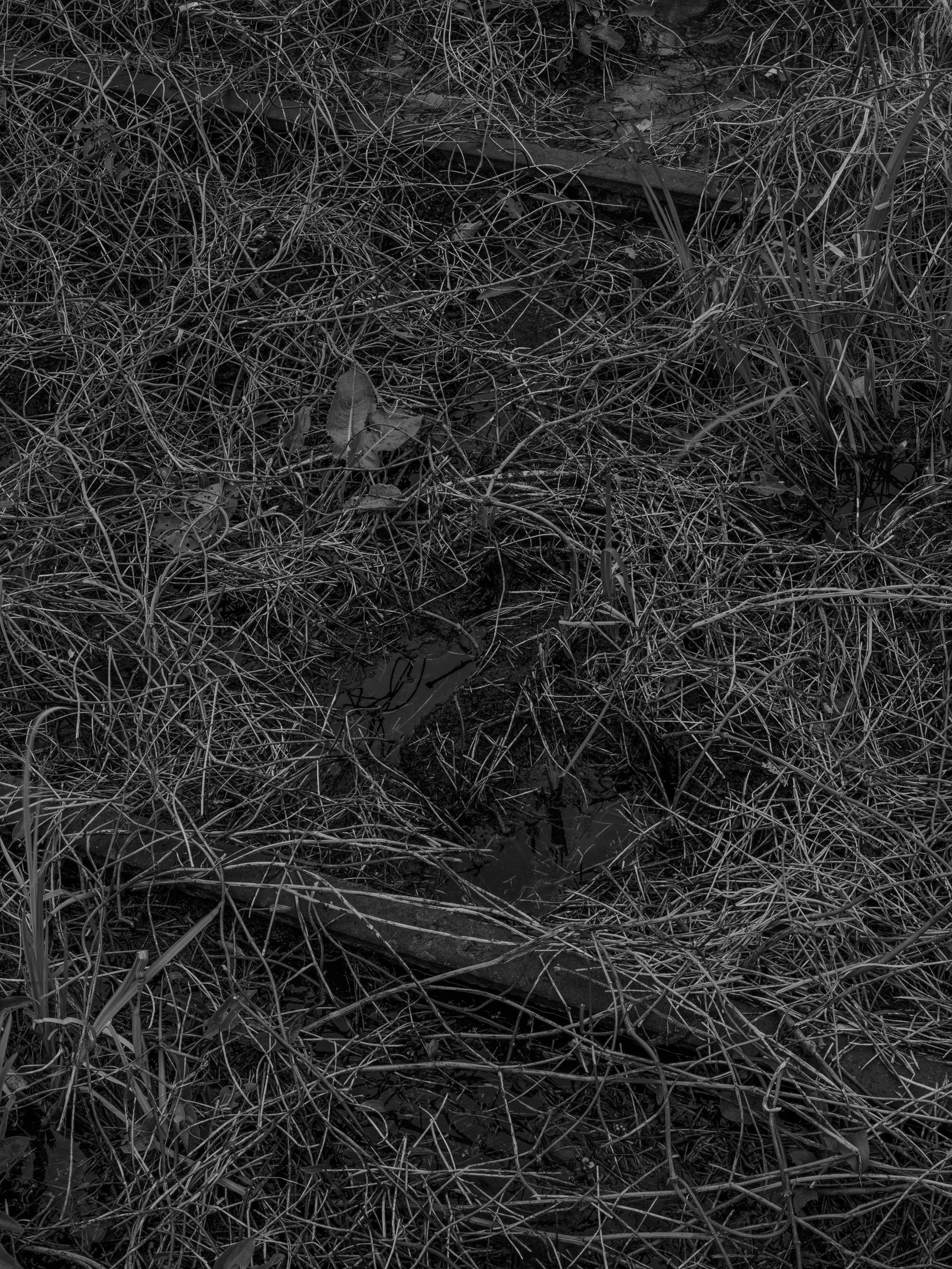 Untitled #5, University of Georgia, Athens, GA, 2025