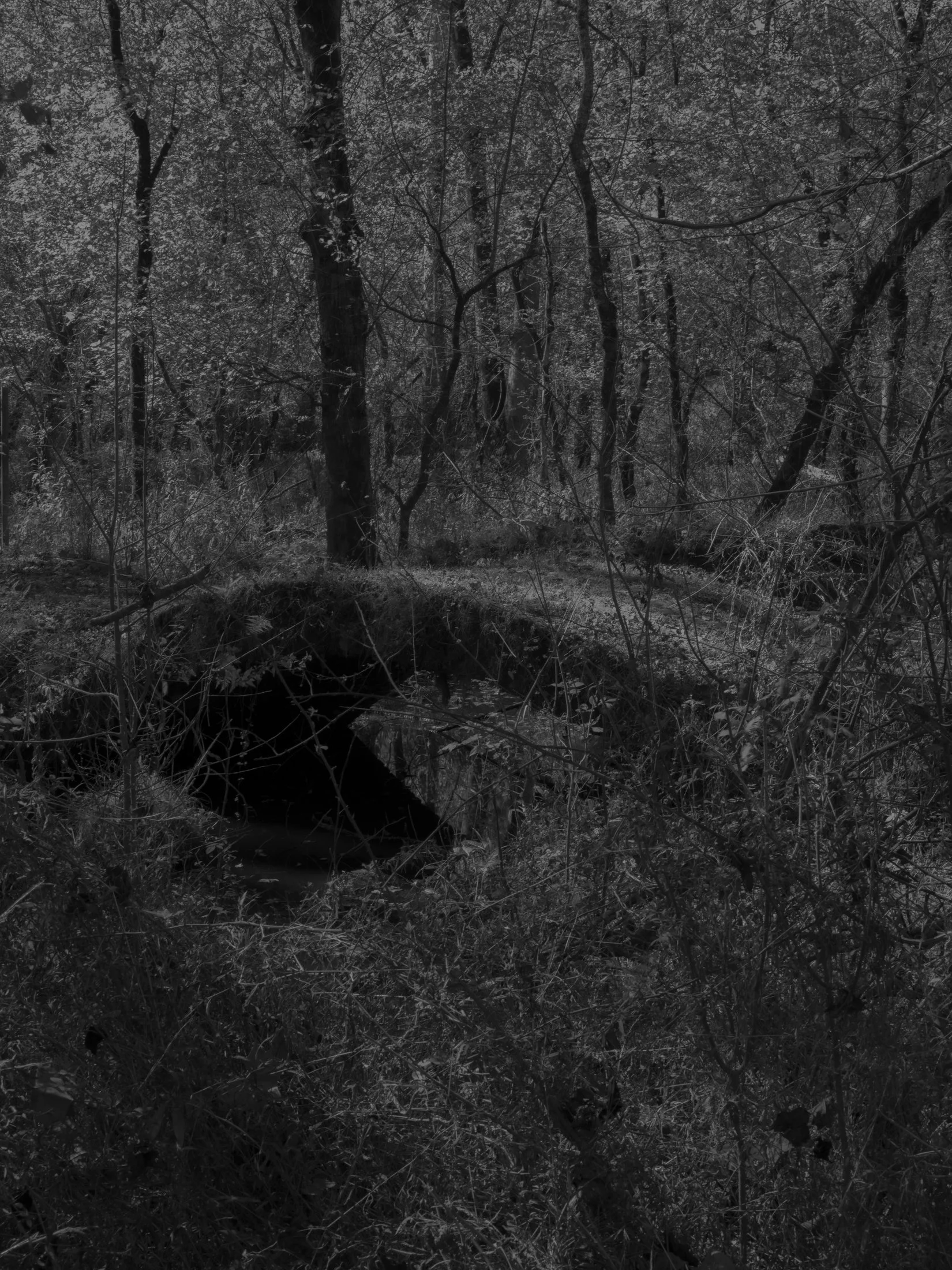 Untitled #11, Scull Shoals, Oconee National Forest, GA, 2025