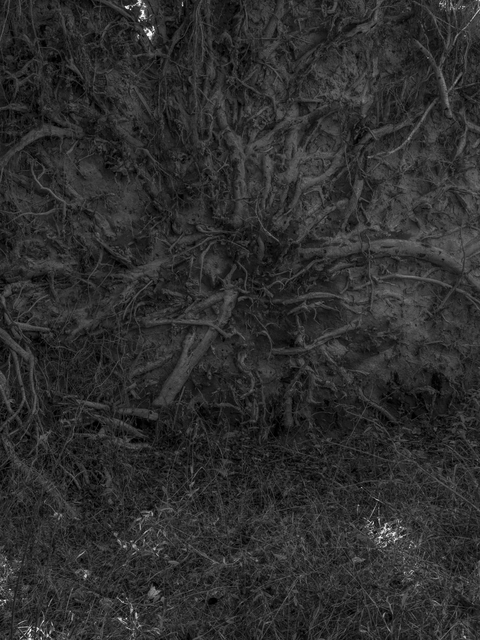 Untitled #13, Scull Shoals, Oconee National Forest, GA, 2025