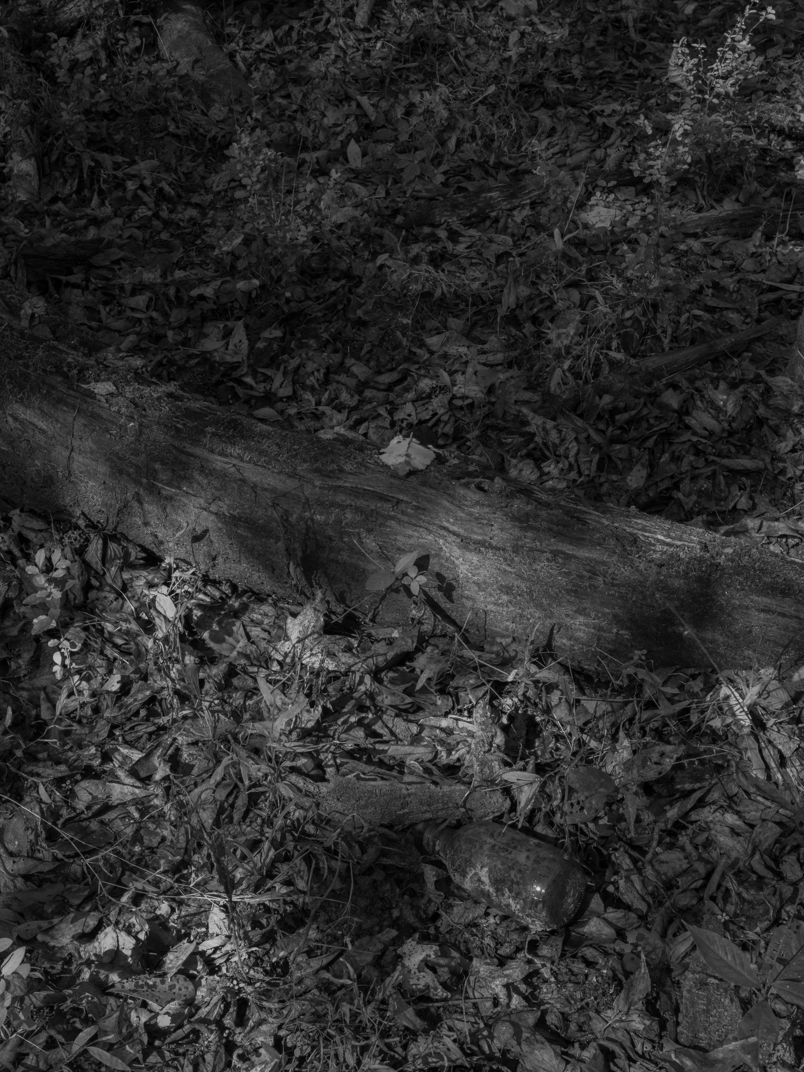 Untitled #14, Scull Shoals, Oconee National Forest, GA, 2025