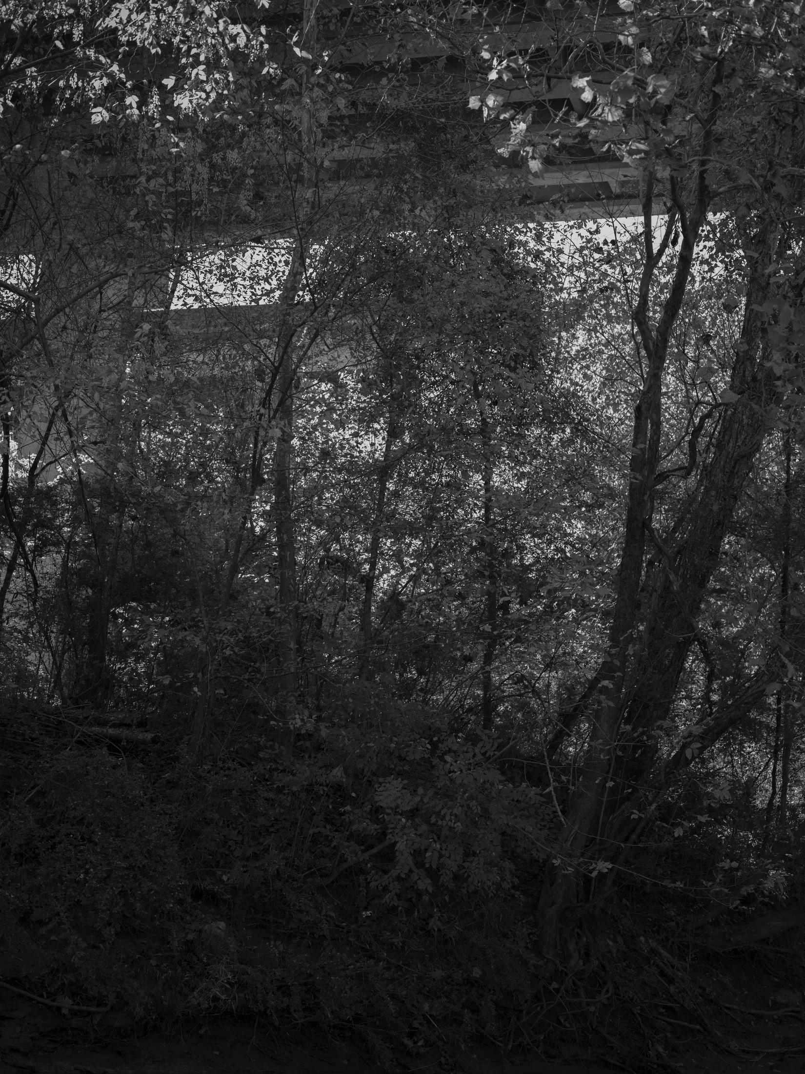 Untitled #17, Middle Oconee River, Athens, GA, 2025