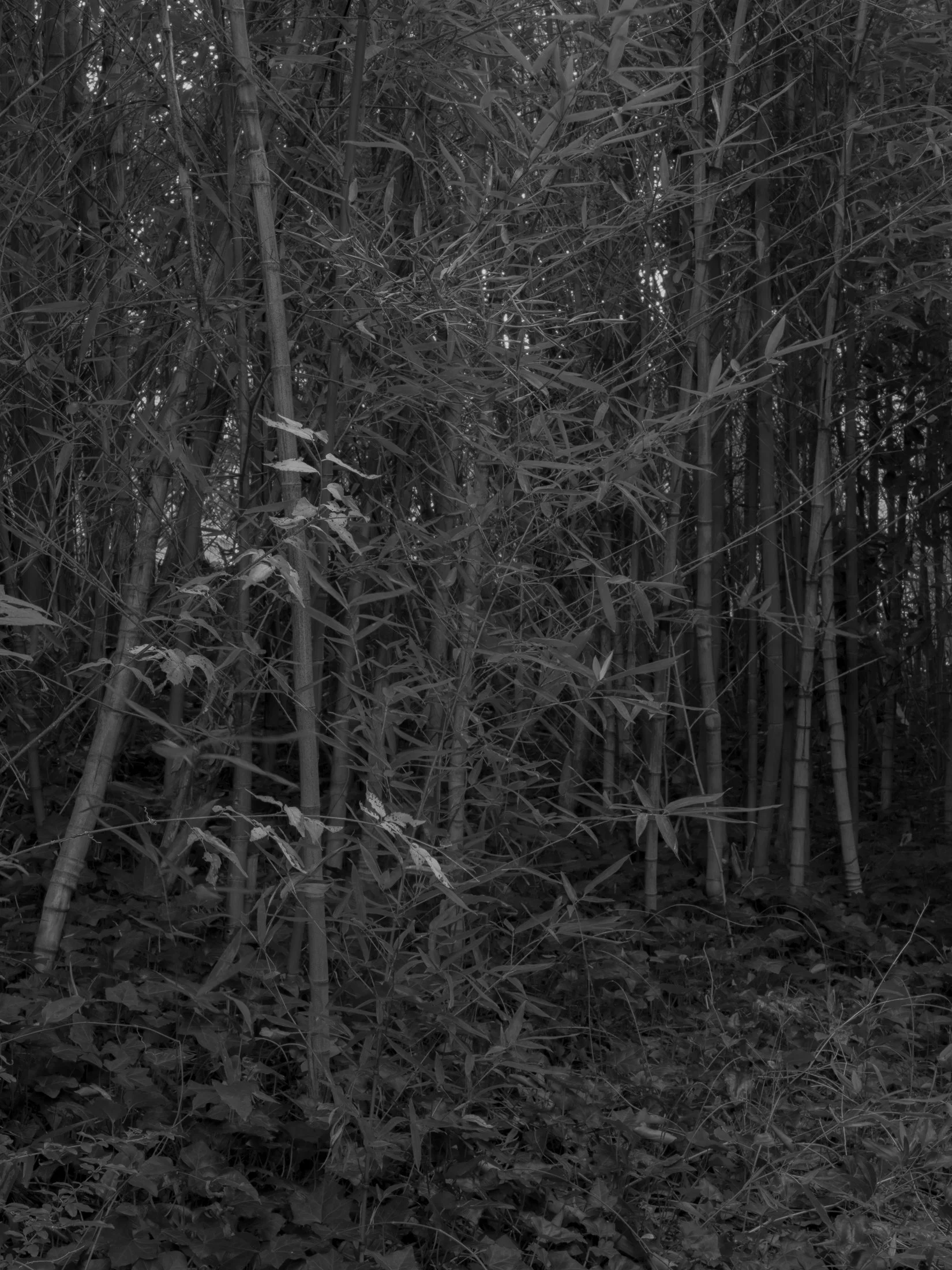 Untitled #18, University of Georgia, Athens, GA, 2025