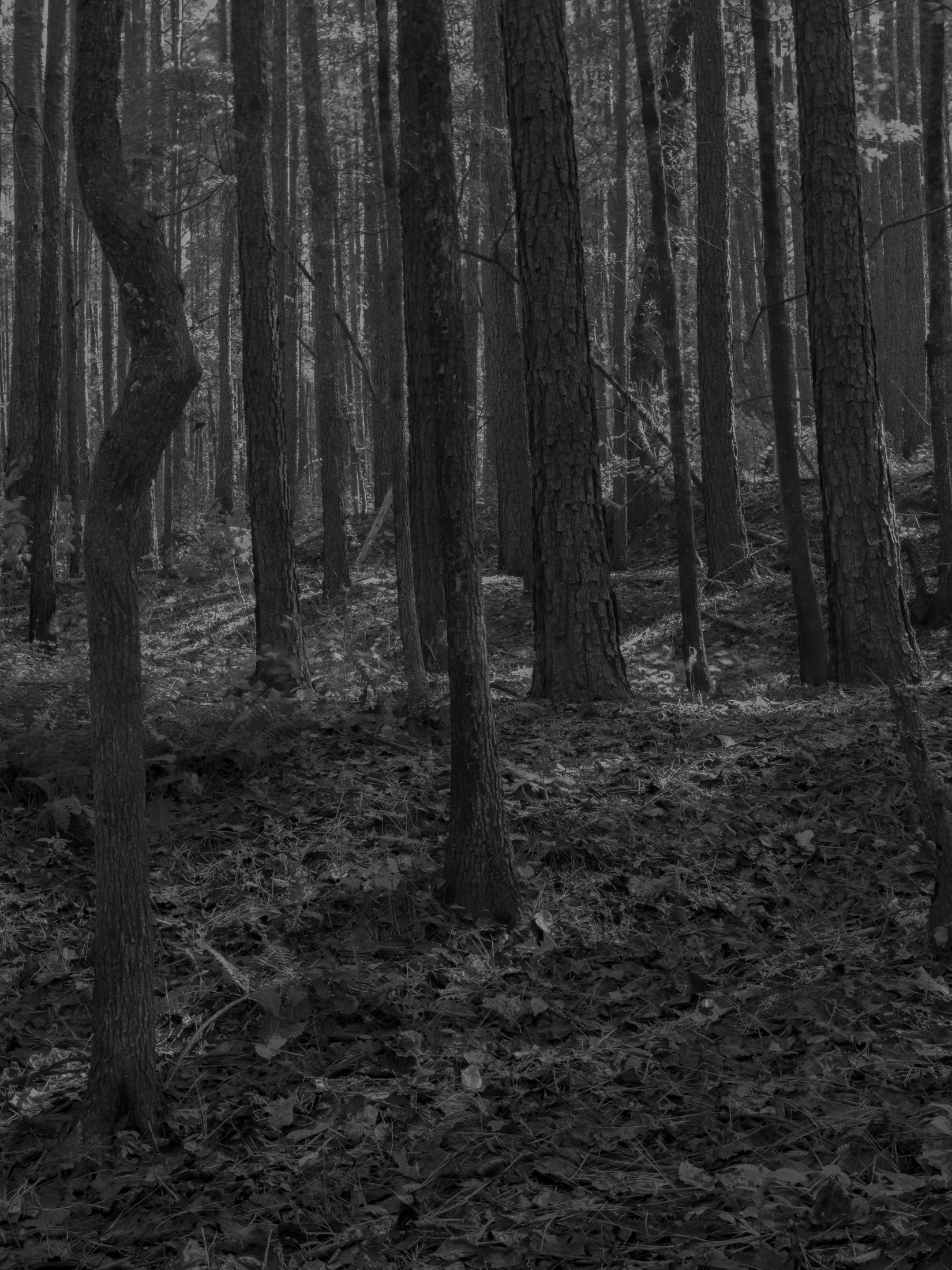 Untitled #15, Scull Shoals, Oconee National Forest, GA, 2025