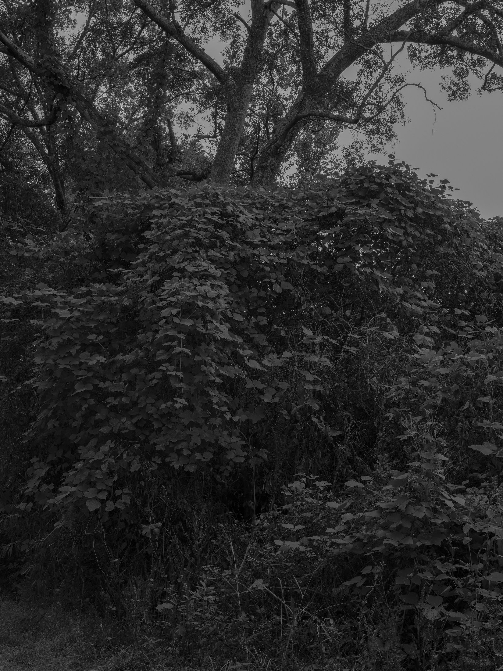 Untitled #25, Far Bank, Athens, GA, 2025