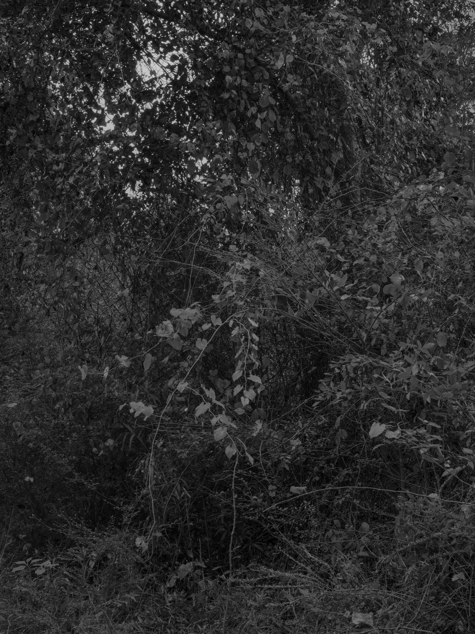 Untitled #26, Far Bank, Athens, GA, 2025