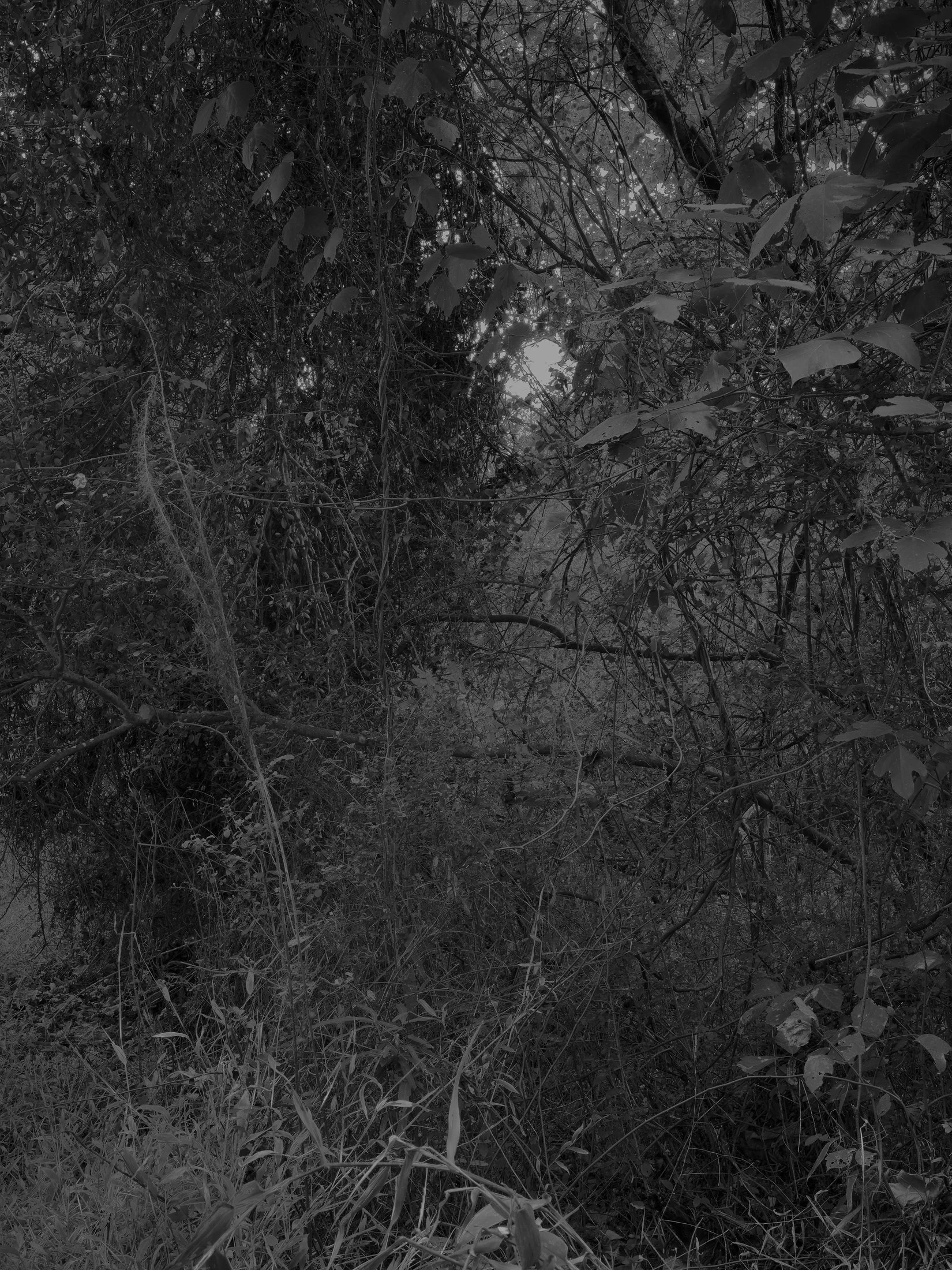 Untitled #27, Far Bank, Athens, GA, 2025
