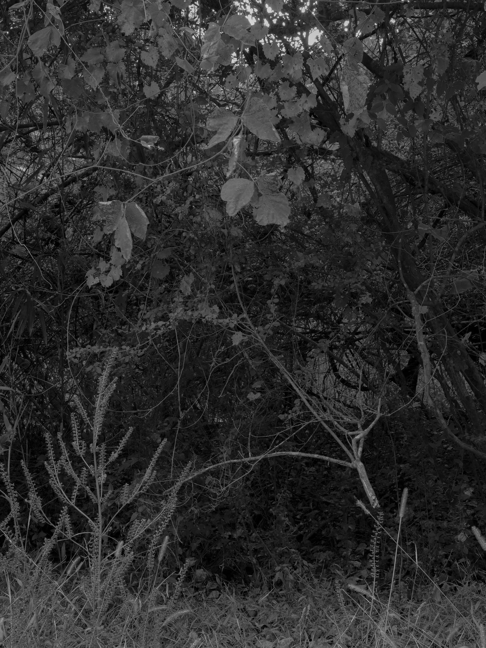Untitled #29, Far Bank, Athens, GA, 2025