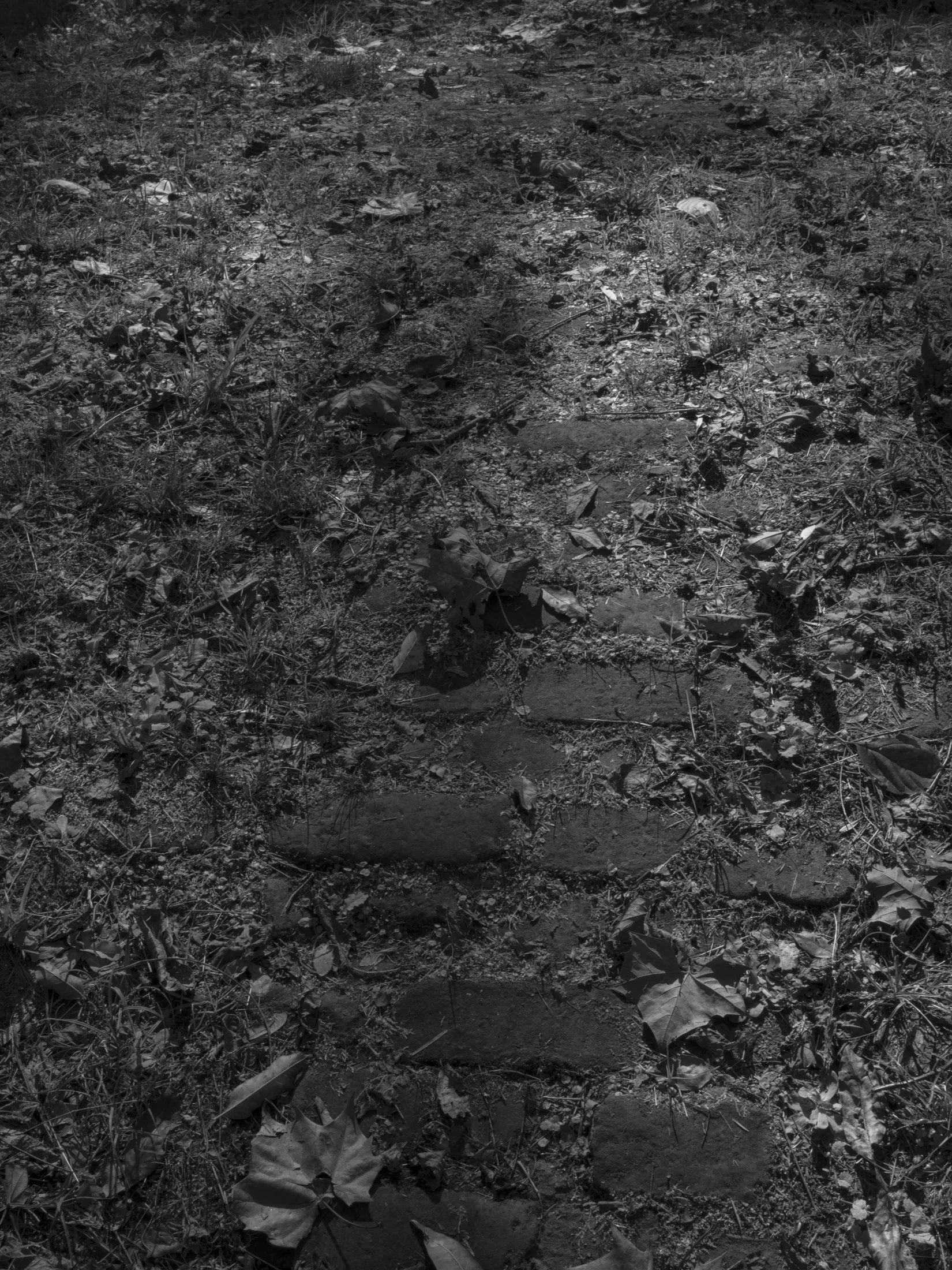 Untitled #10, Scull Shoals, Oconee National Forest, GA, 2025