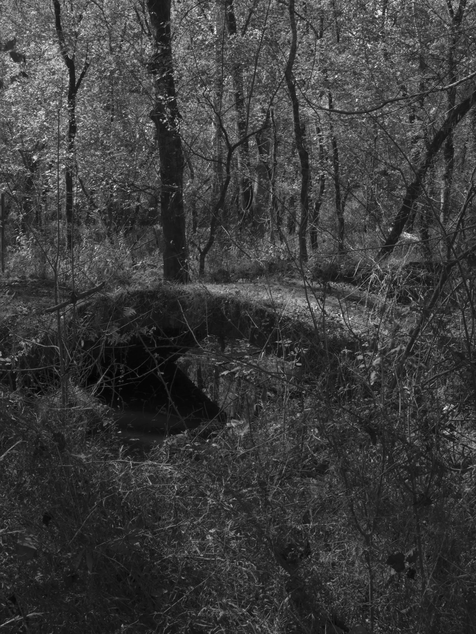 Untitled #11, Scull Shoals, Oconee National Forest, GA, 2025