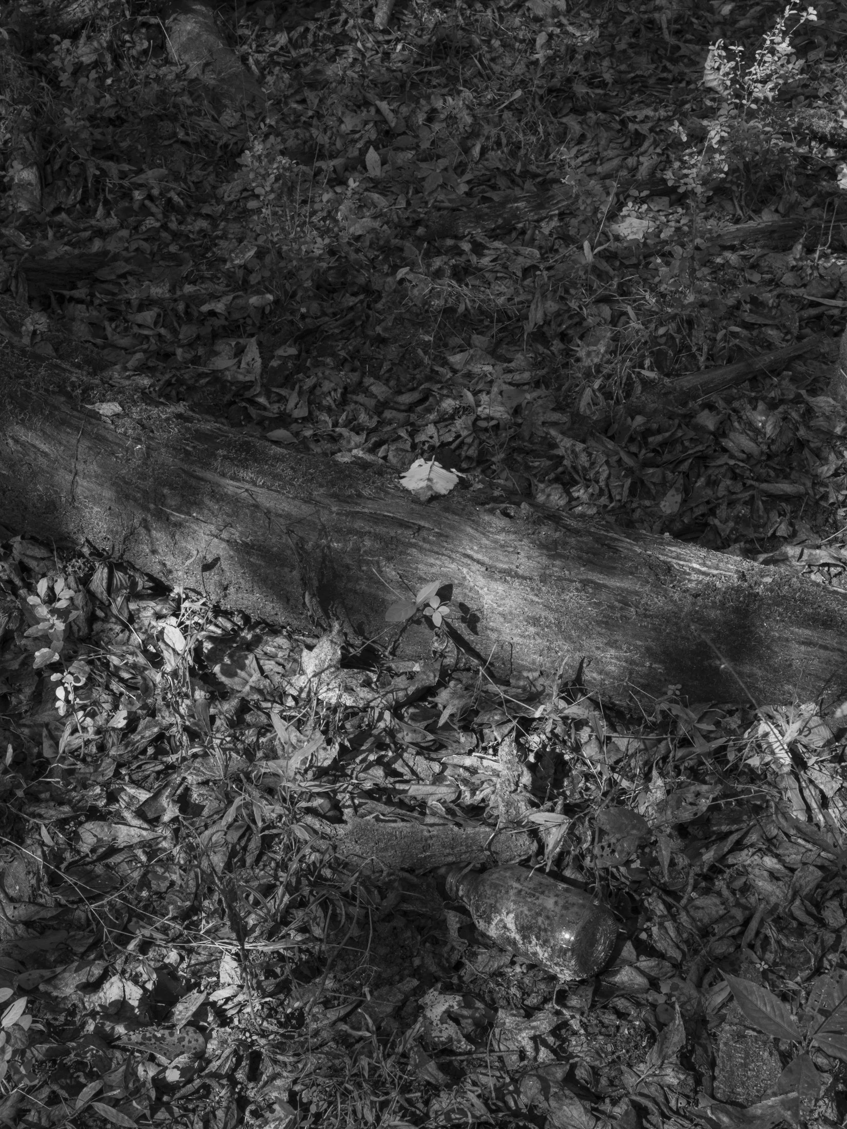 Untitled #14, Scull Shoals, Oconee National Forest, GA, 2025