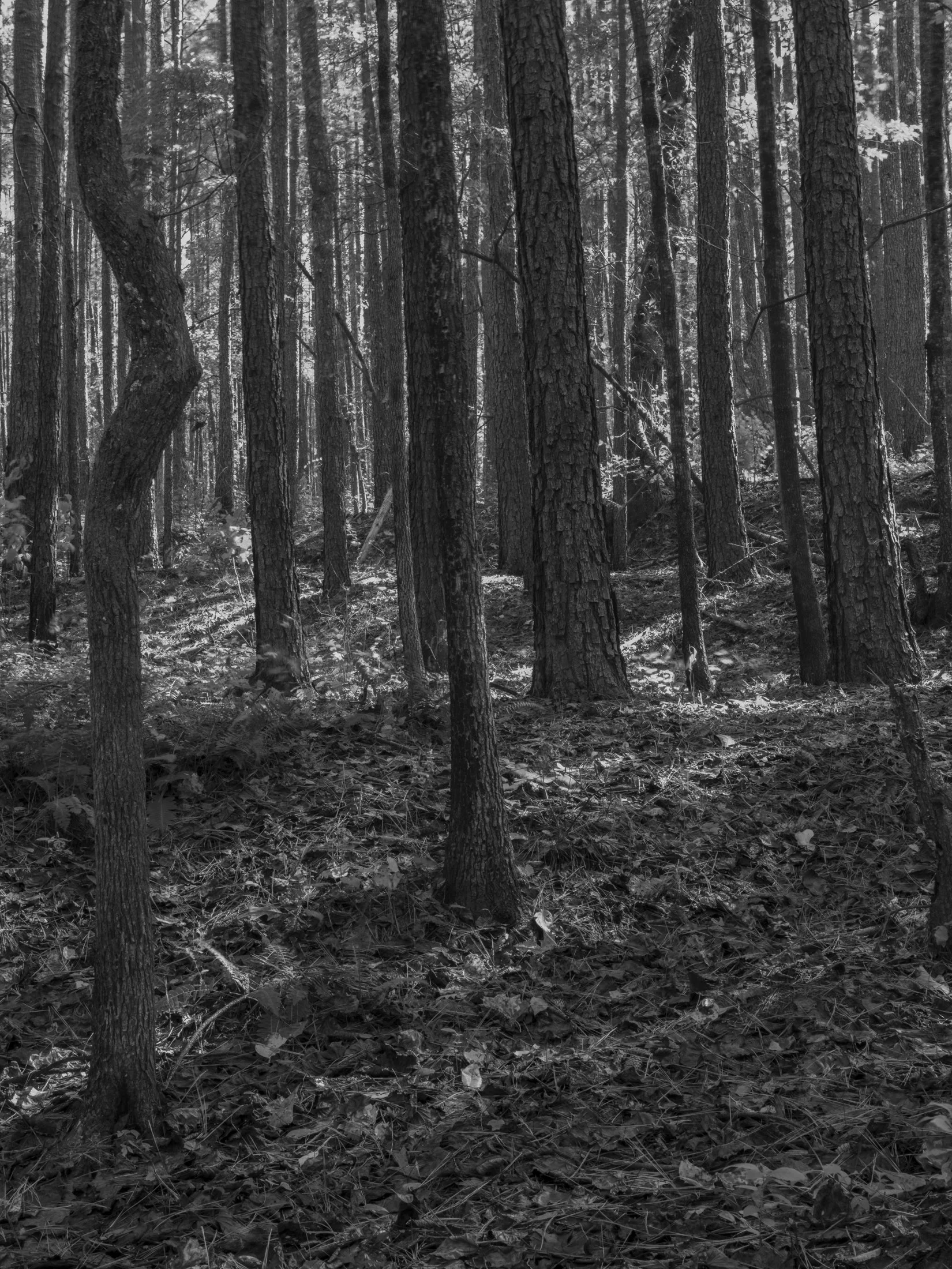 Untitled #15, Scull Shoals, Oconee National Forest, GA, 2025