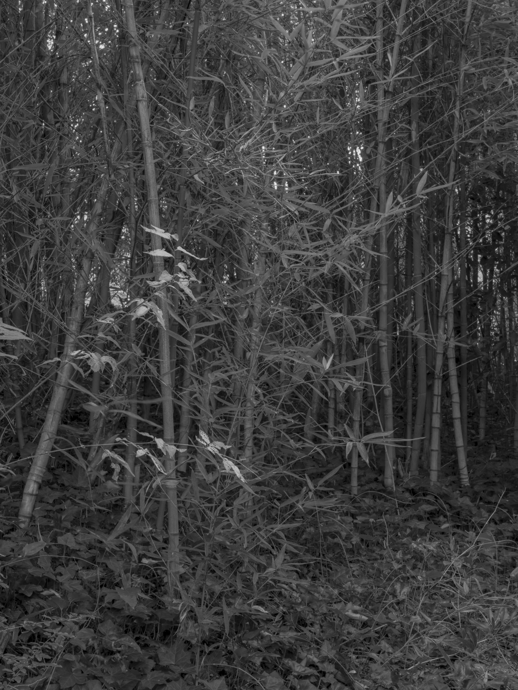 Untitled #18, University of Georgia, Athens, GA, 2025