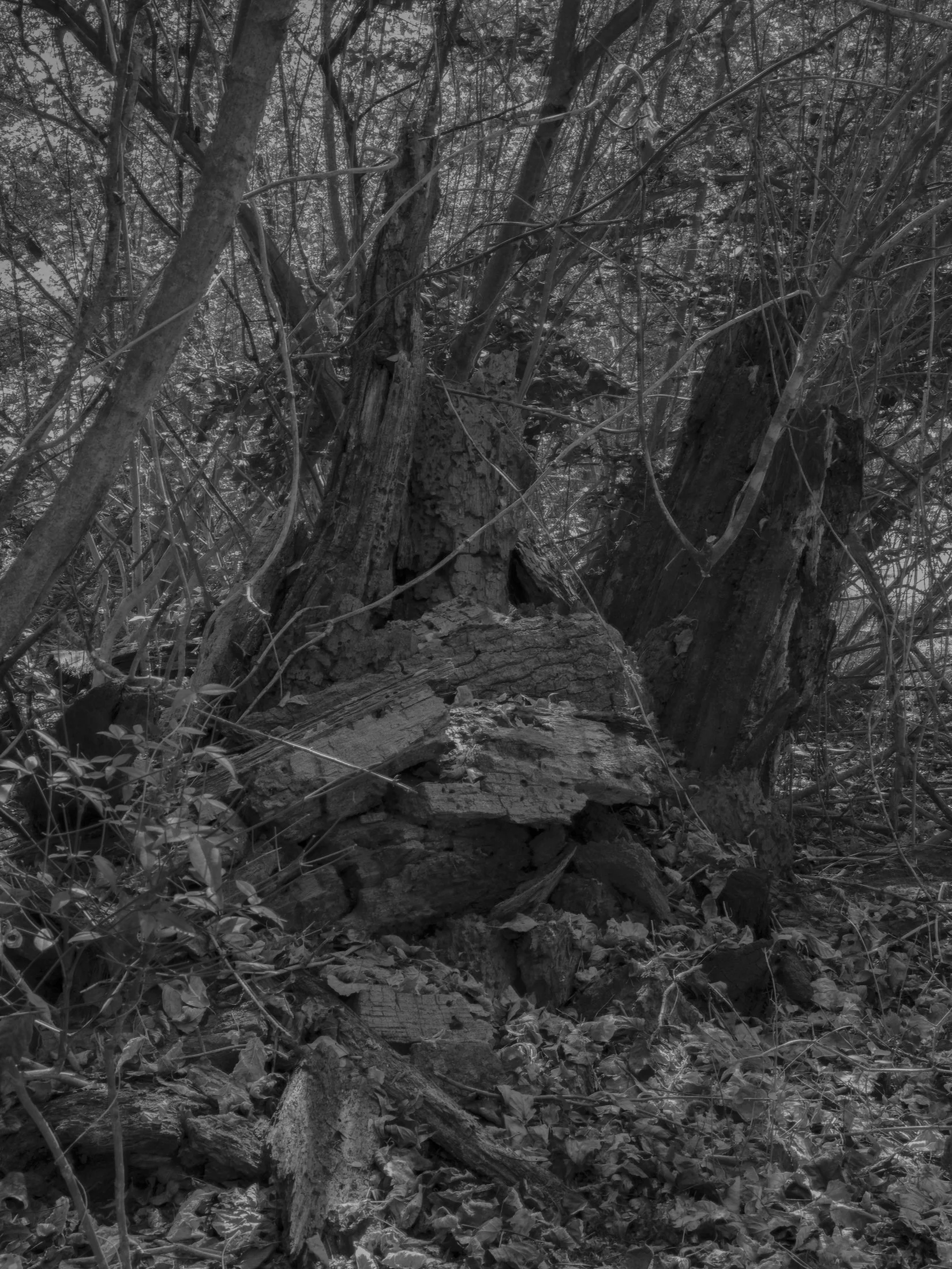 Untitled #34, Far Bank, Athens, GA, 2025