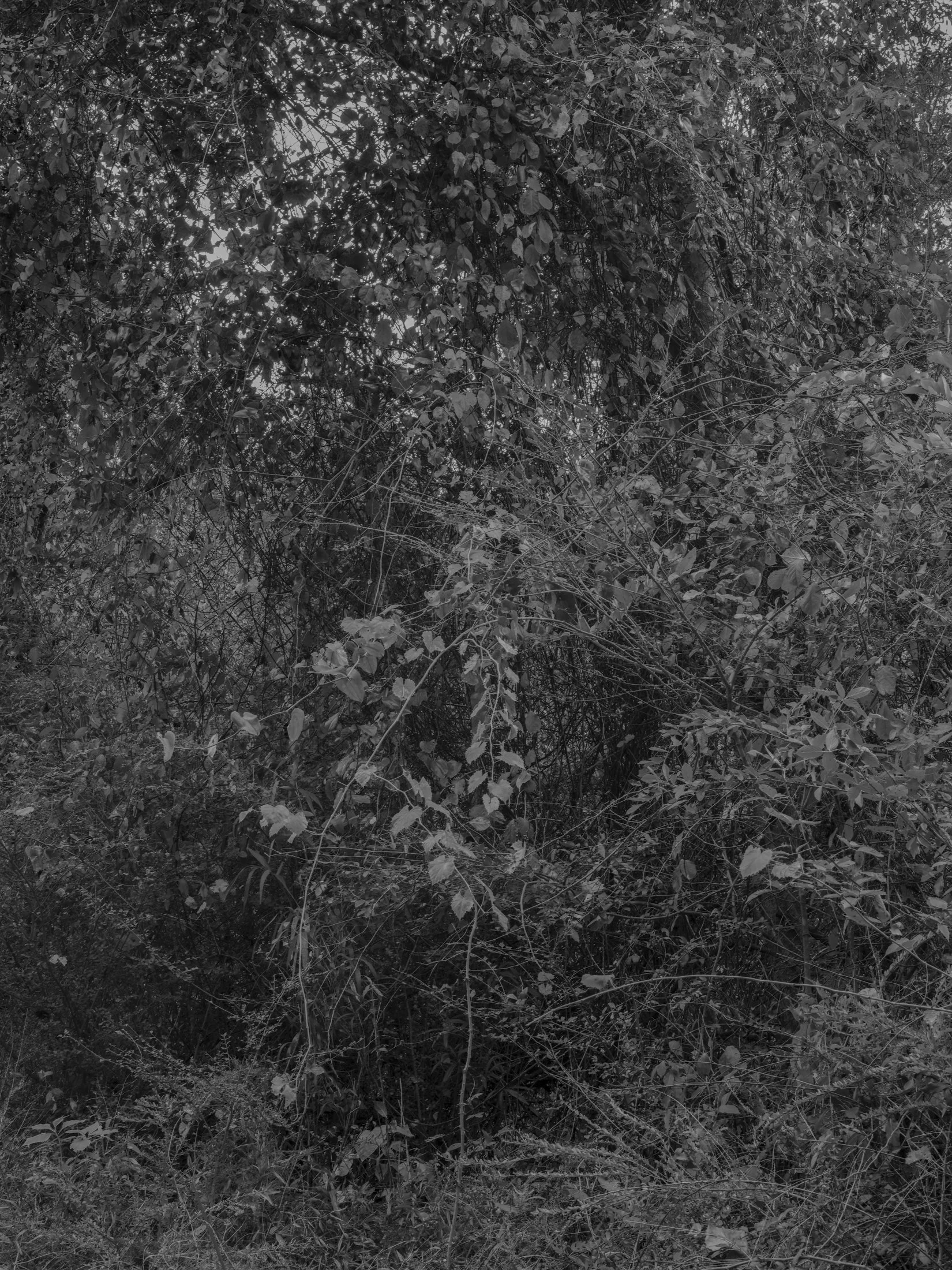 Untitled #26, Far Bank, Athens, GA, 2025