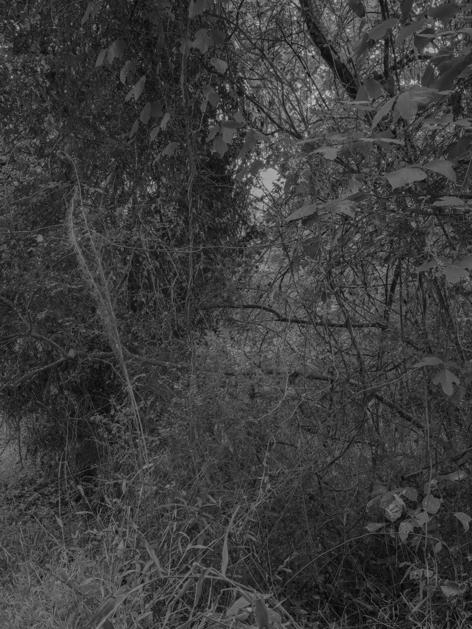 Untitled #27, Far Bank, Athens, GA, 2025