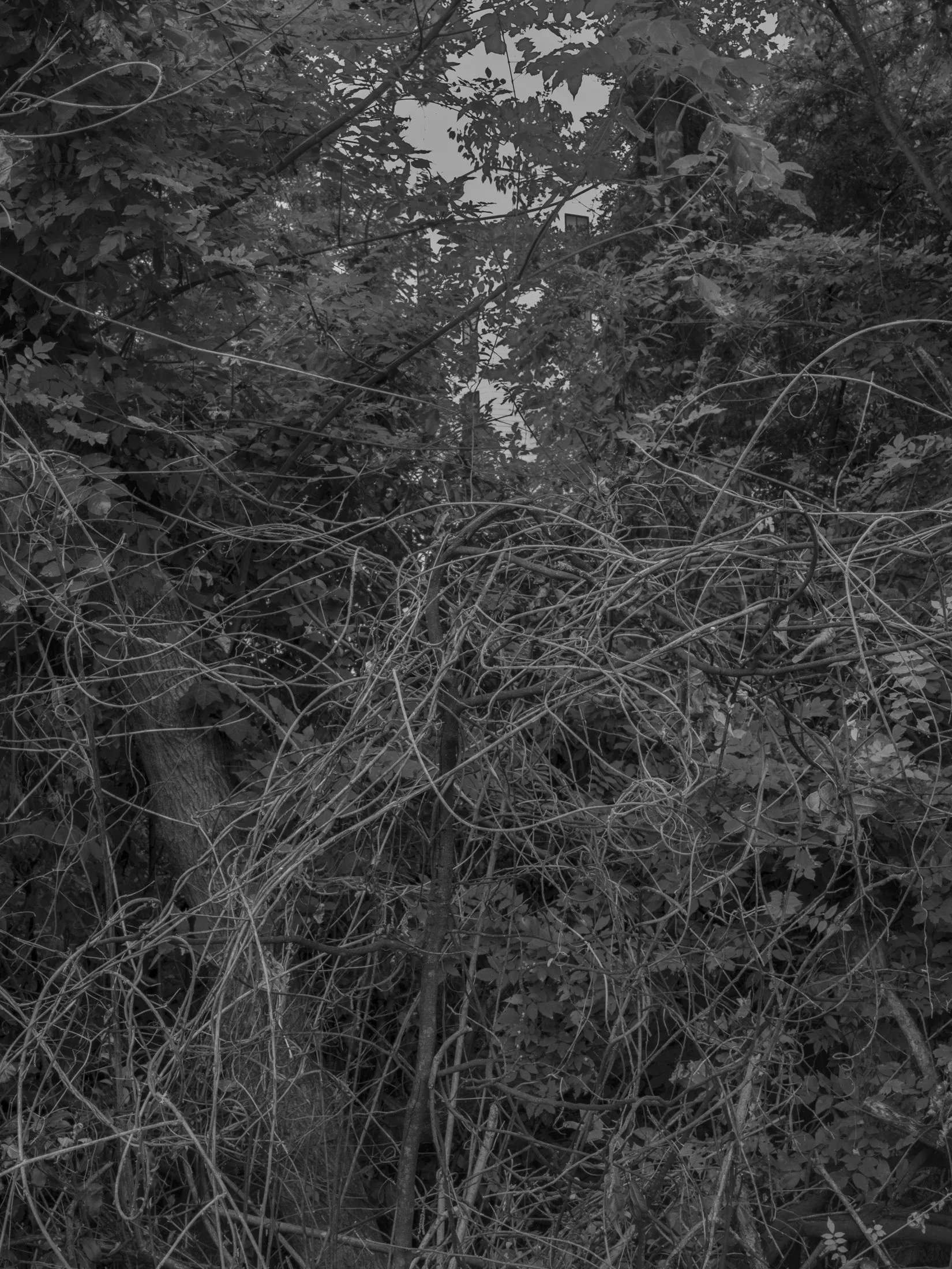 Untitled #28, Far Bank, Athens, GA, 2025