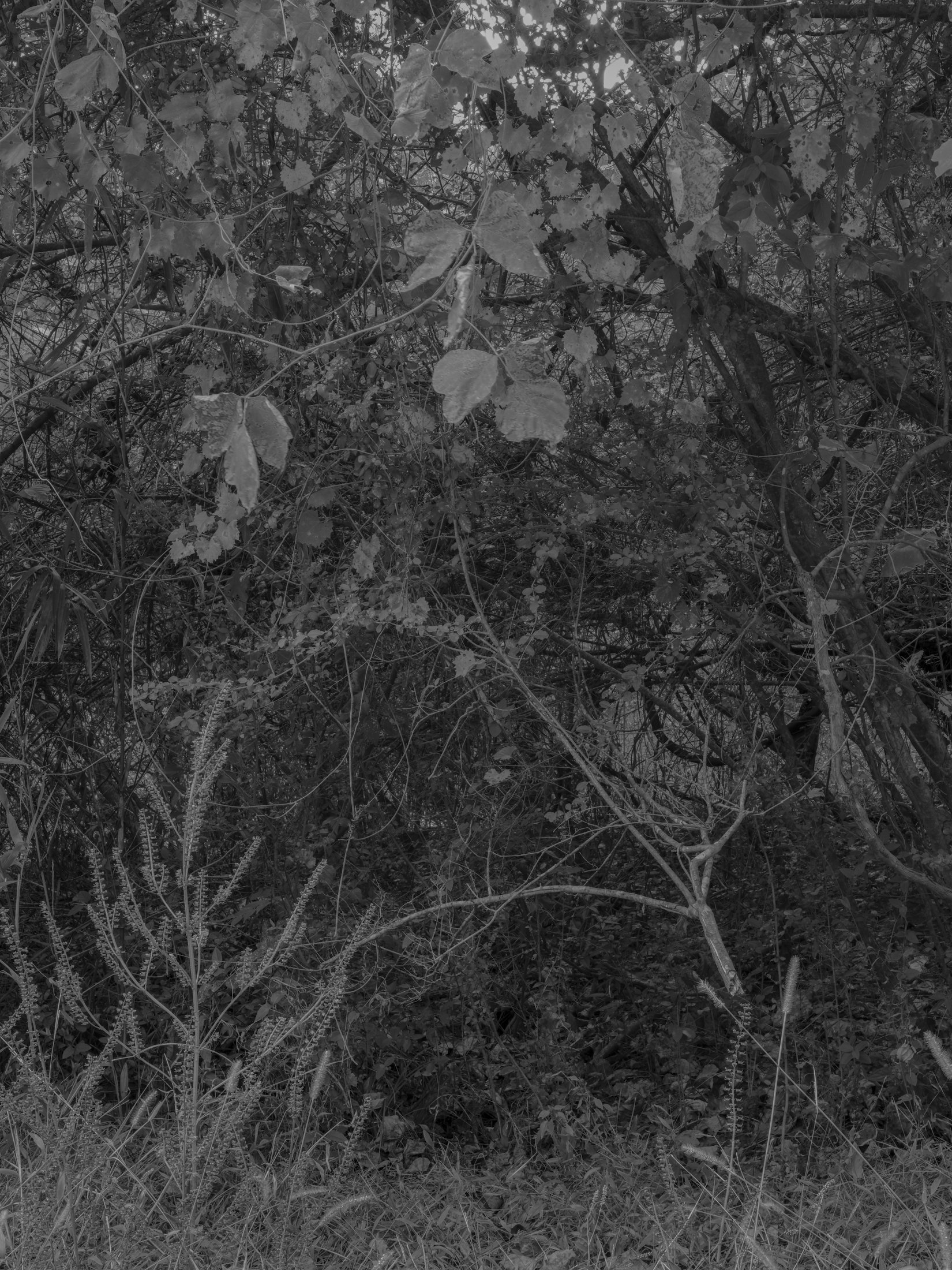 Untitled #29, Far Bank, Athens, GA, 2025