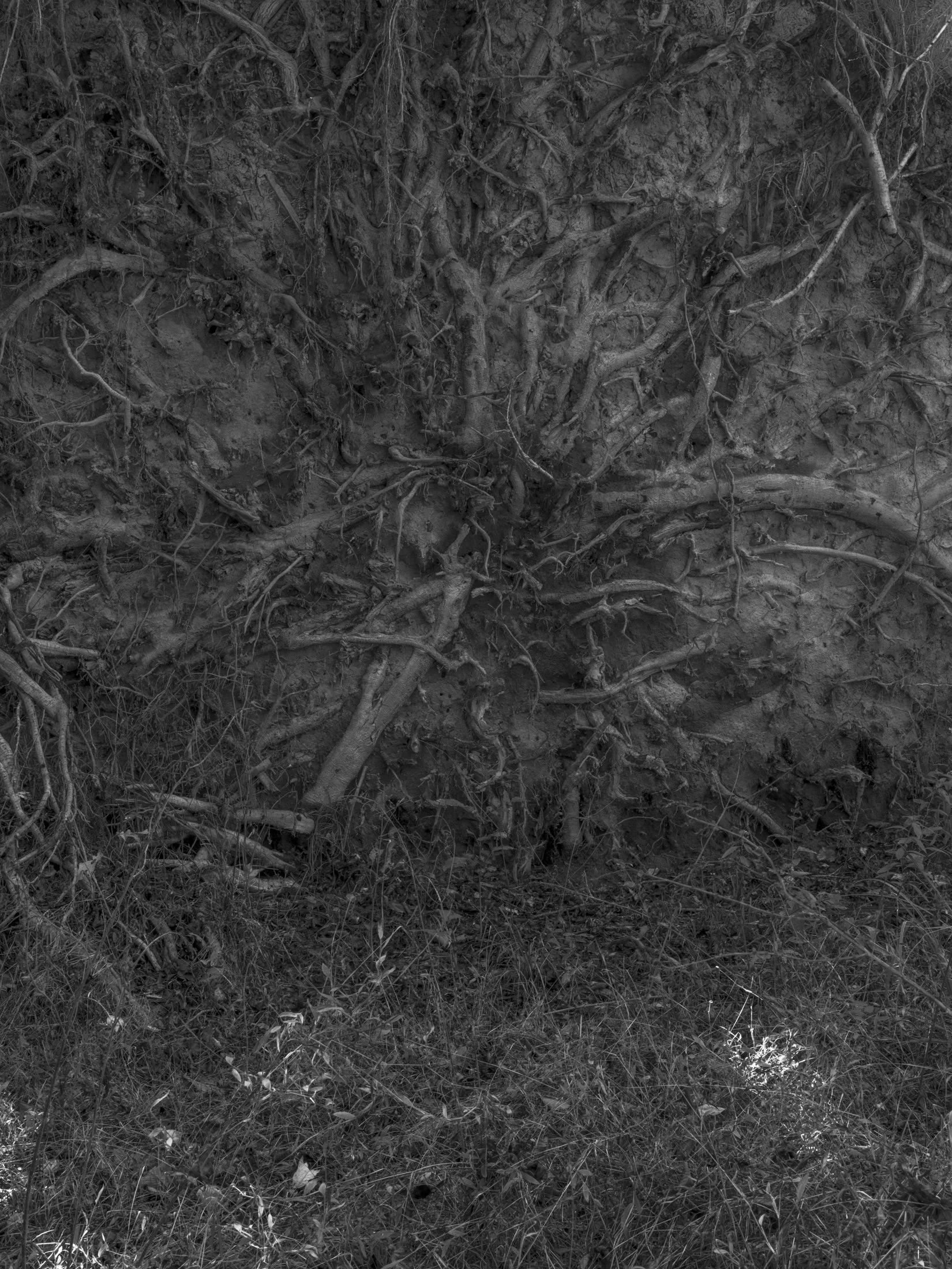 Untitled #13, Scull Shoals, Oconee National Forest, GA, 2025