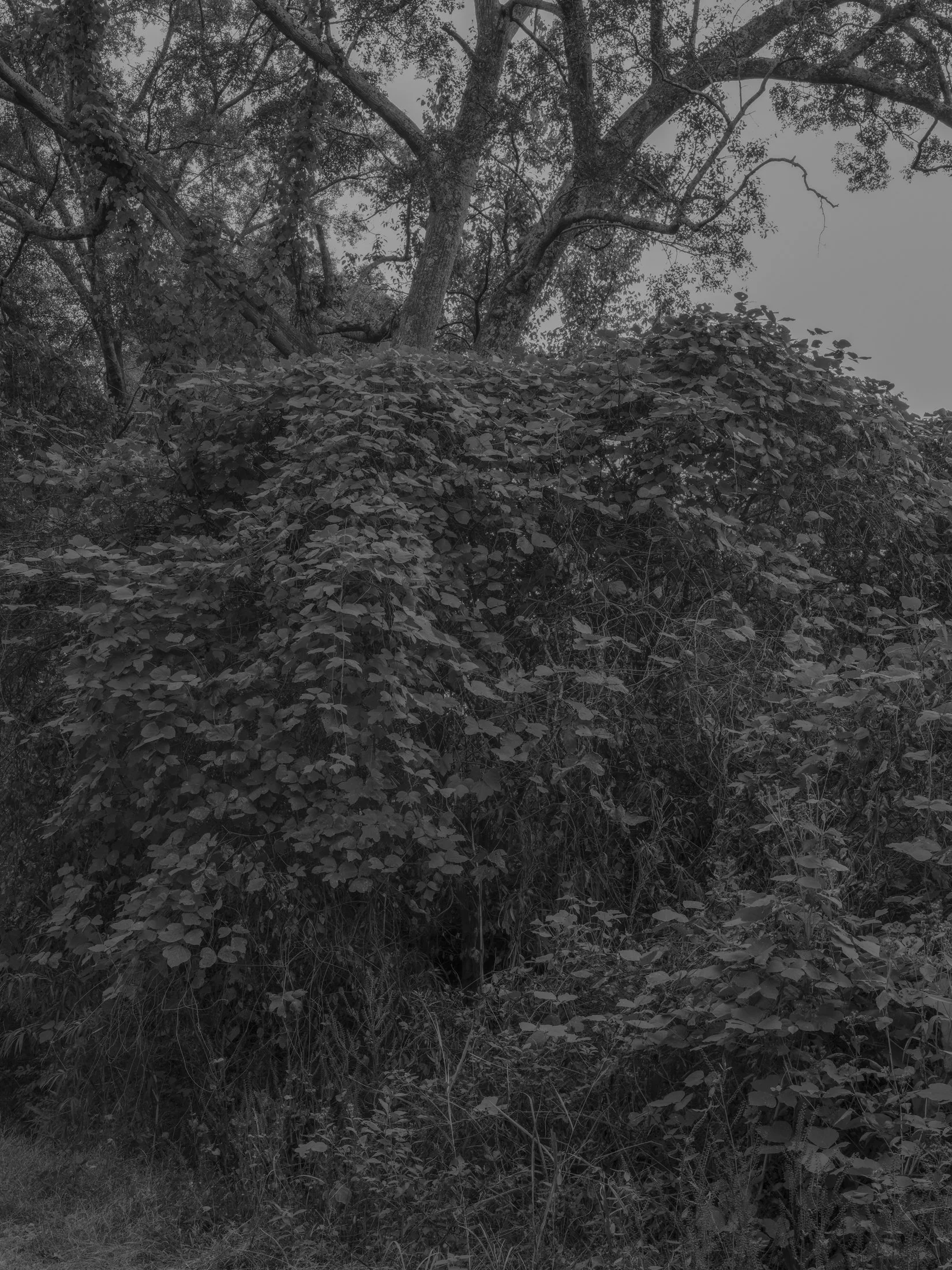 Untitled #25, Far Bank, Athens, GA, 2025