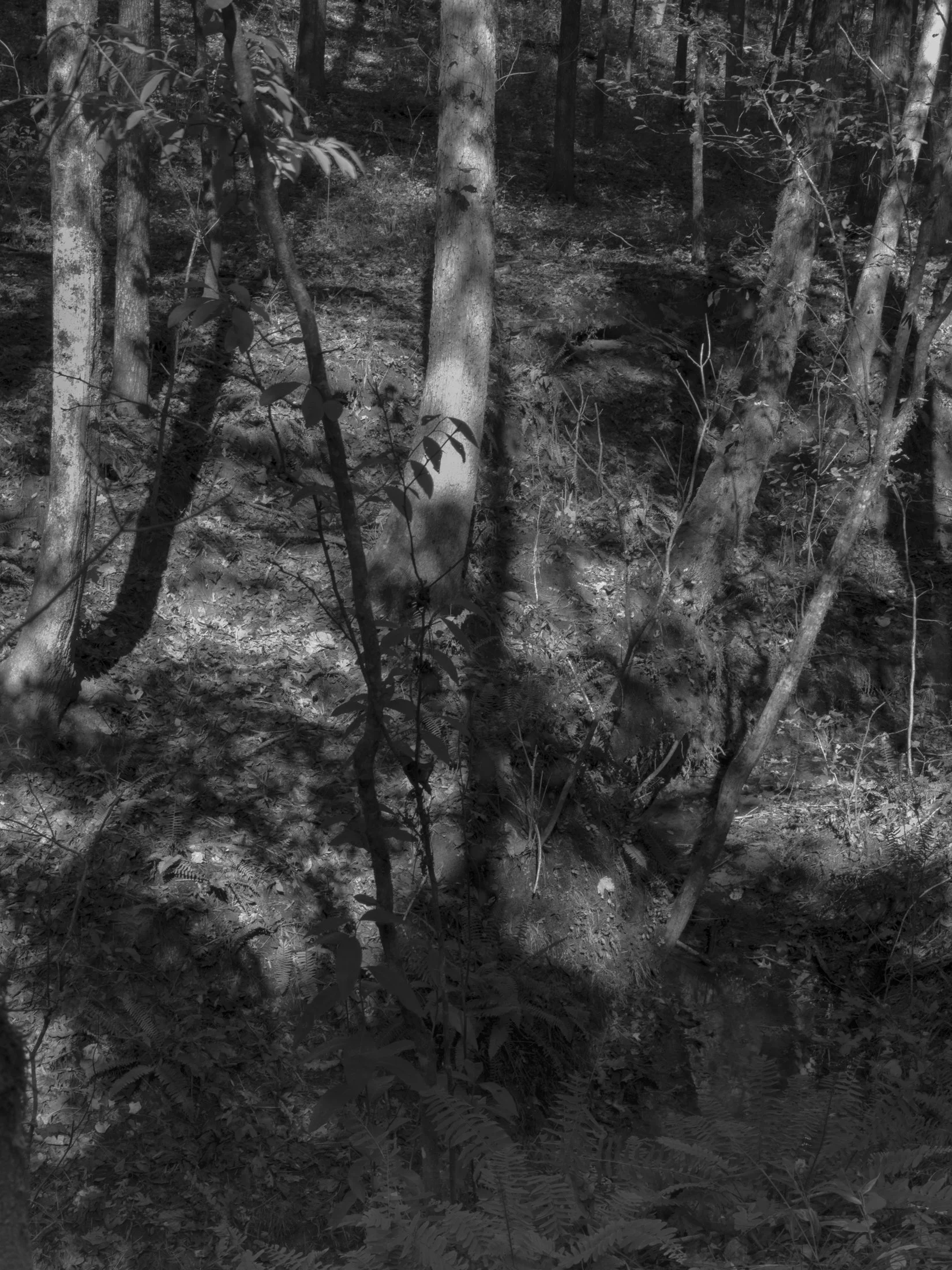 Untitled #30, Scull Shoals, Oconee National Forest, GA, 2025
