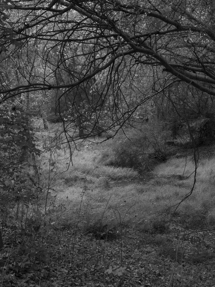 Black-and-white photograph of a clearing of tall grass seen through bare branches and dense undergrowth.