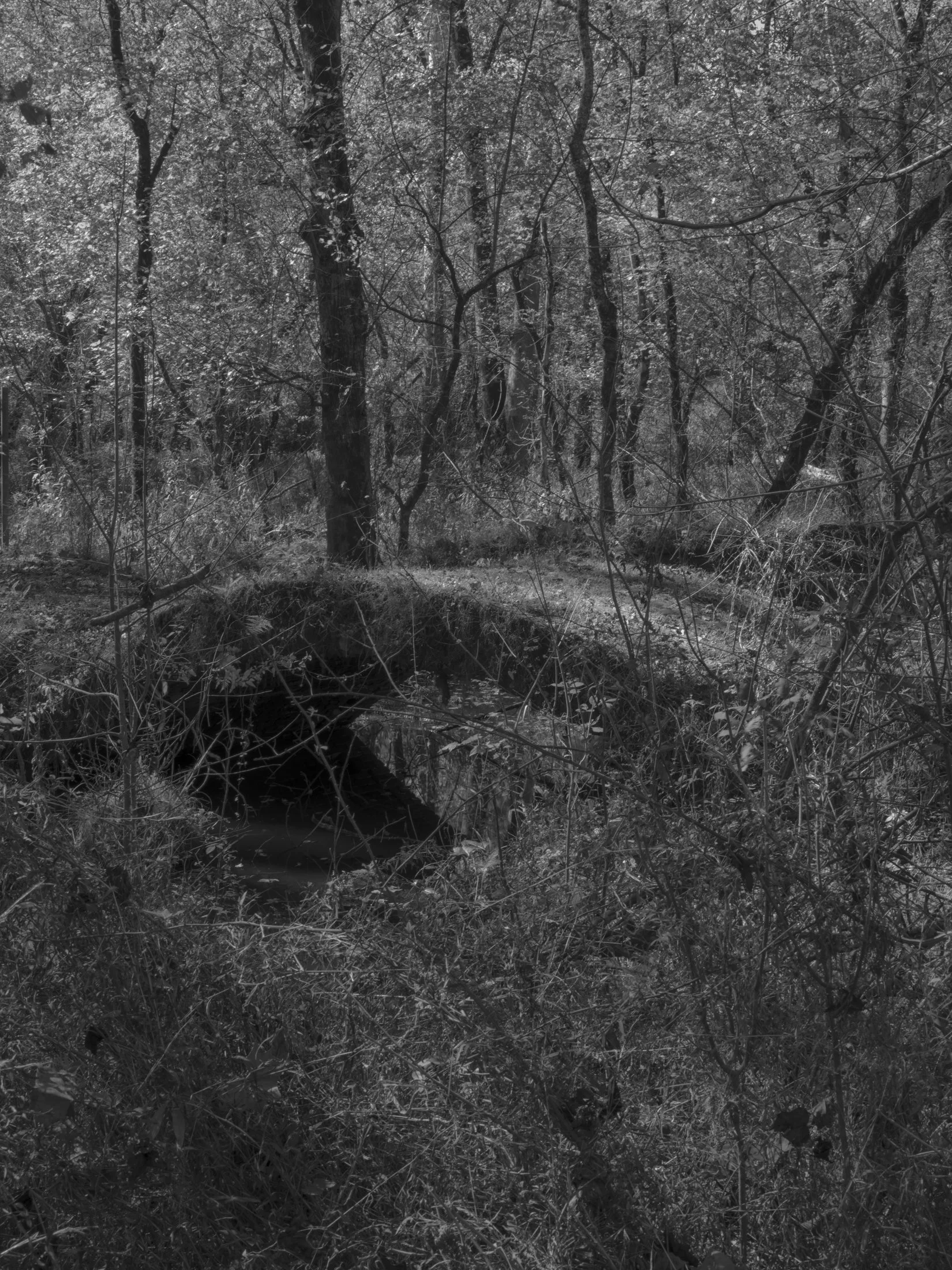 Untitled #11, Scull Shoals, Oconee National Forest, GA, 2025