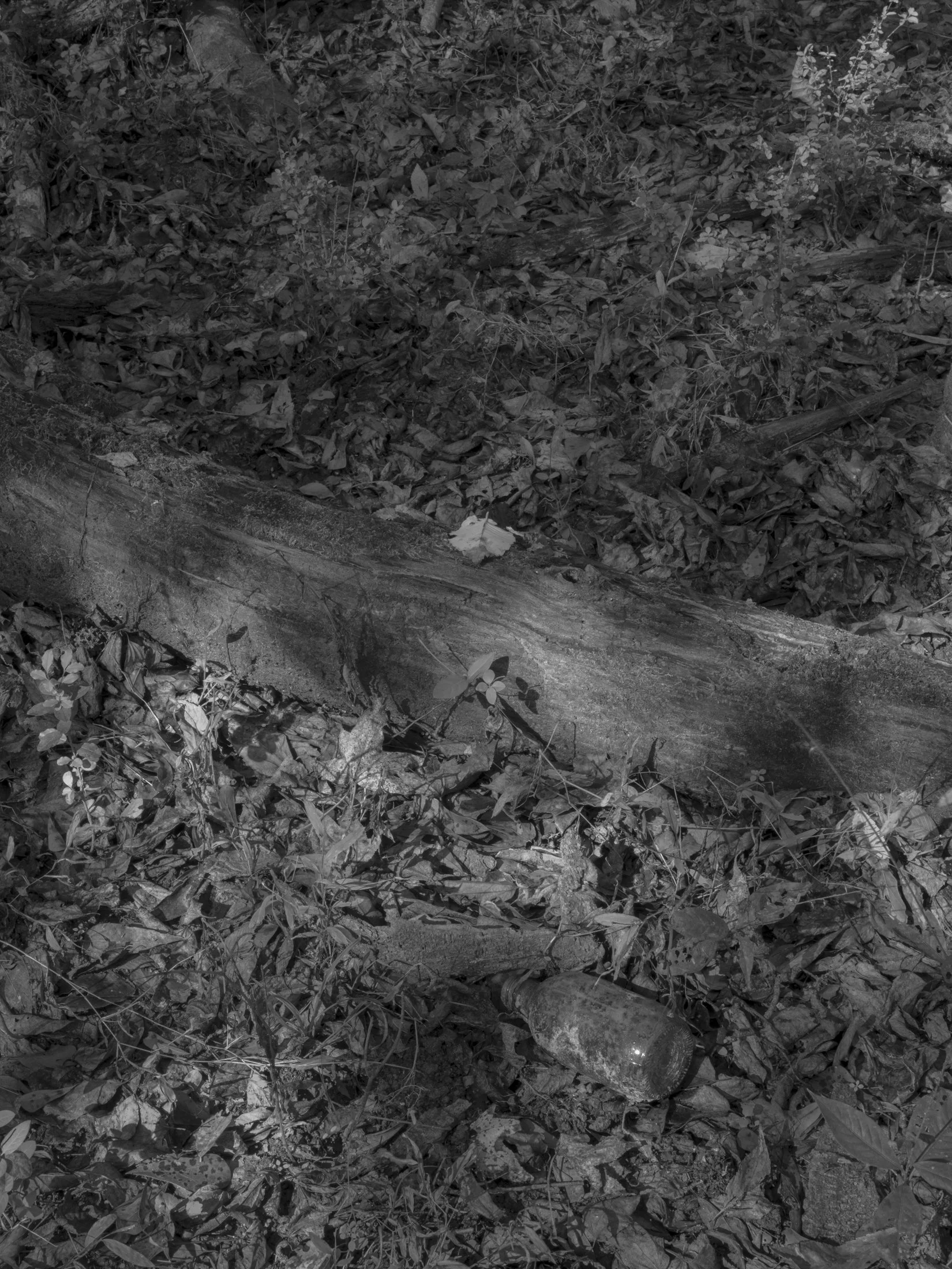 Untitled #14, Scull Shoals, Oconee National Forest, GA, 2025