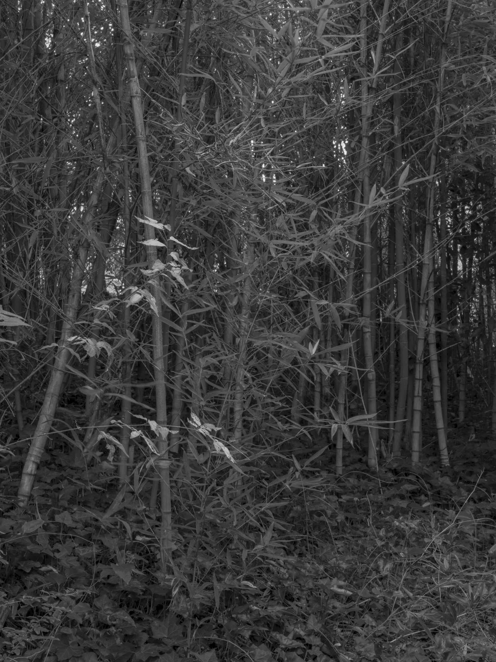 Untitled #18, University of Georgia, Athens, GA, 2025