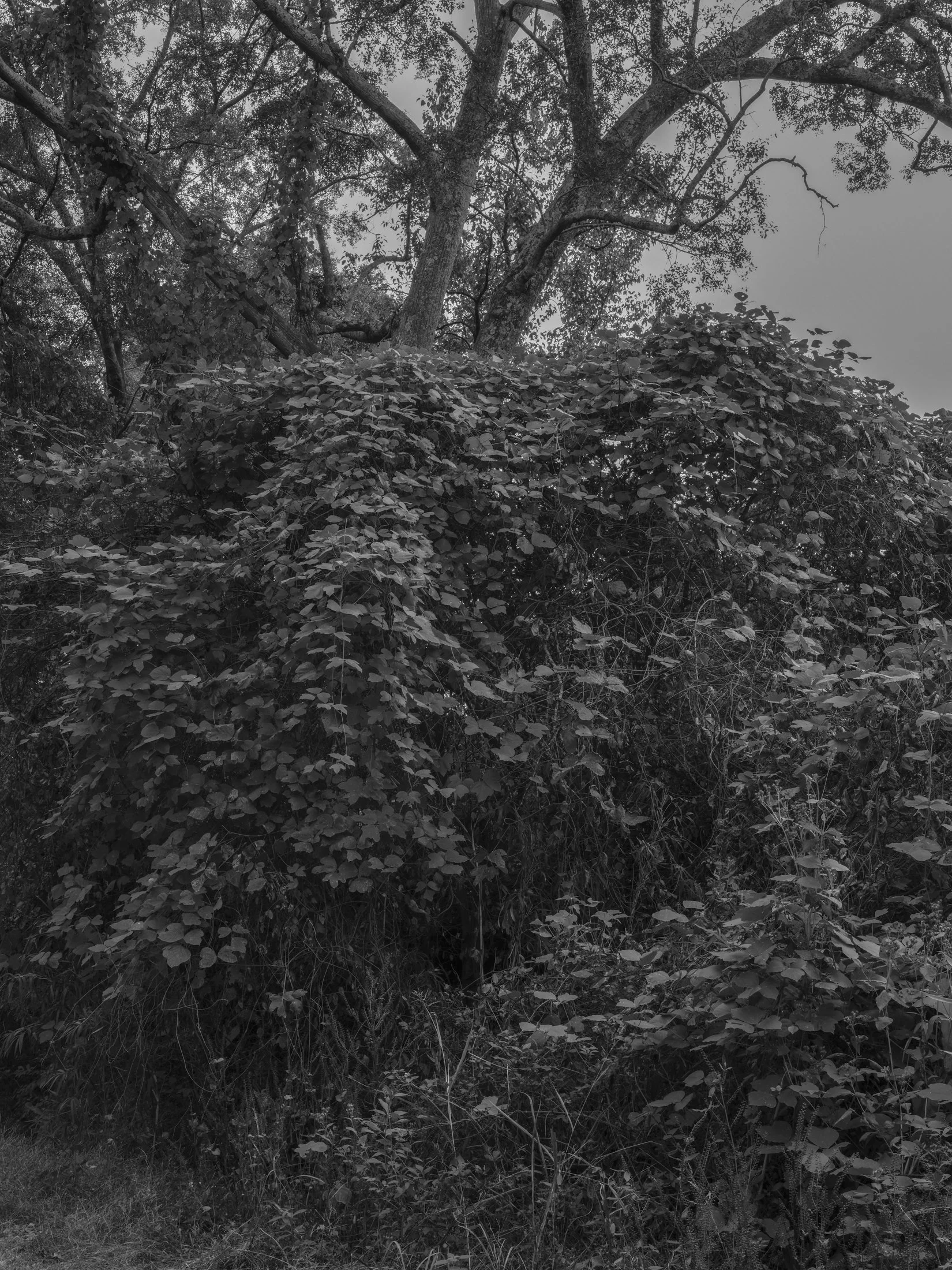 Untitled #25, Far Bank, Athens, GA, 2025