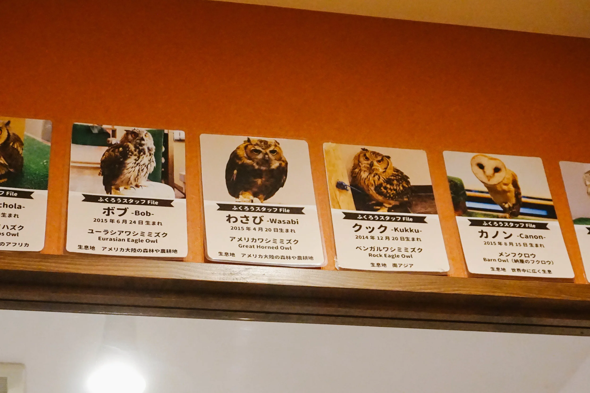 The cutest names for the cutest owls!