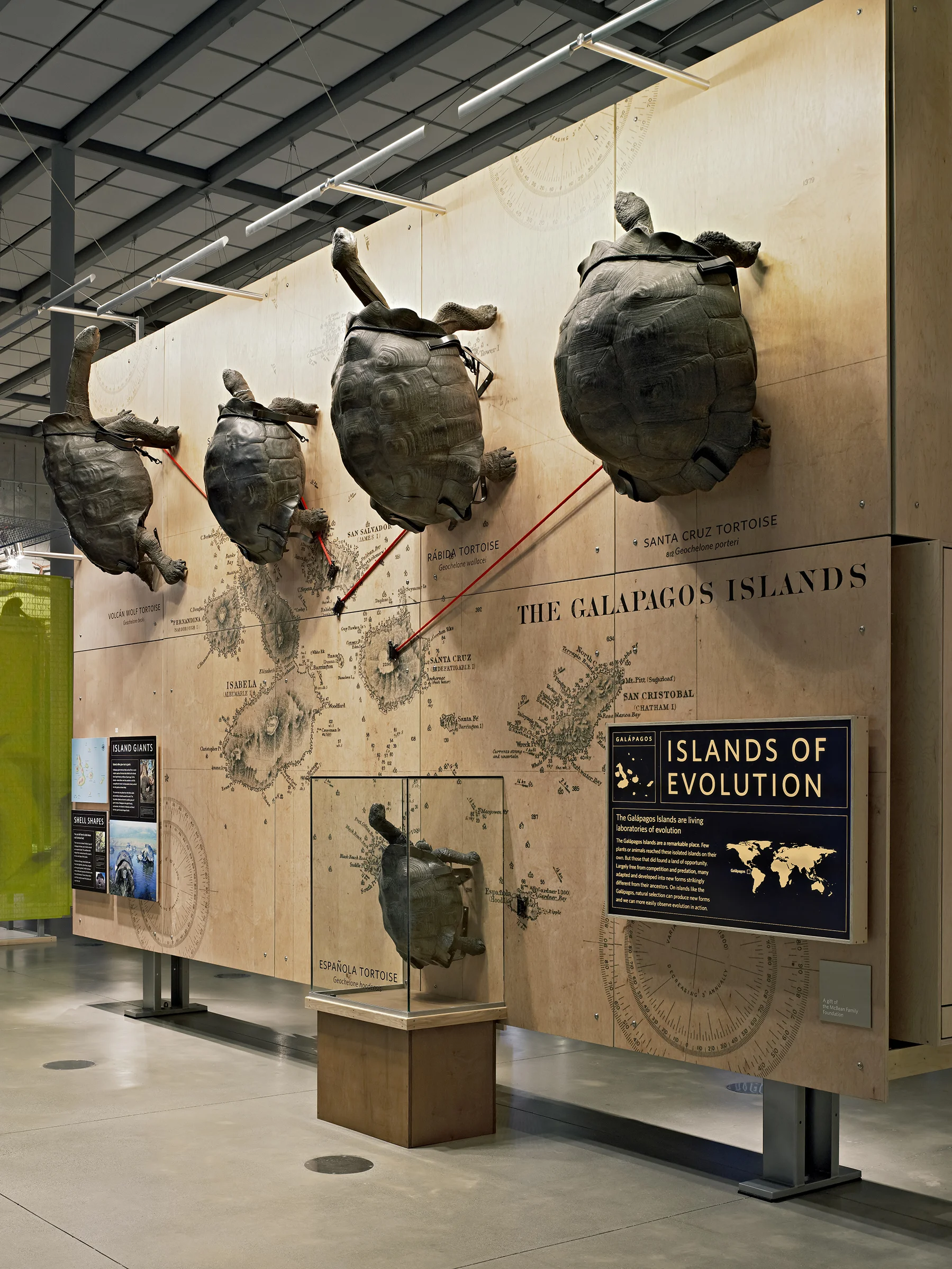 tortoise_wall_1799.jpg