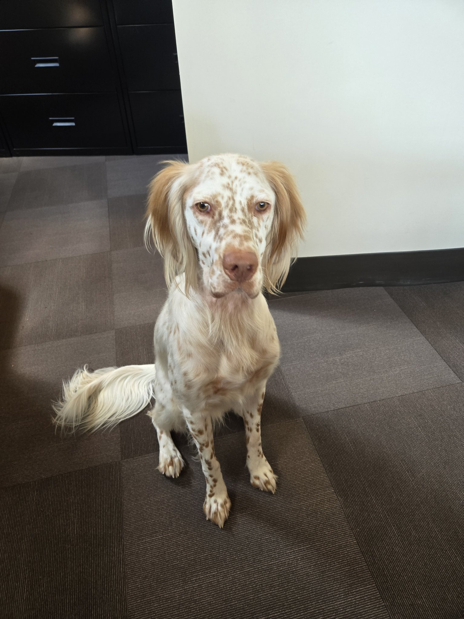 This handsome fellow, Beren, is the official Johannas Design Group office dog! He works hard to bring smiles to everyone while he dutifully receives head scratches and belly pats. You might meet him the next time you visit!