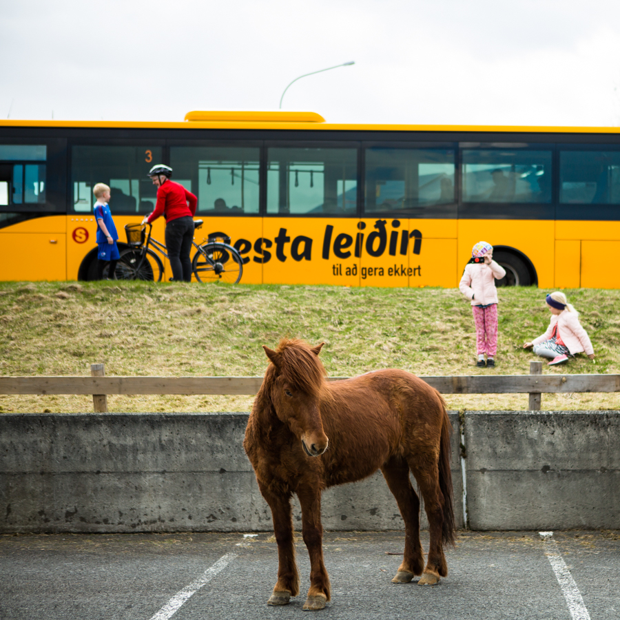 Hesta leiðin