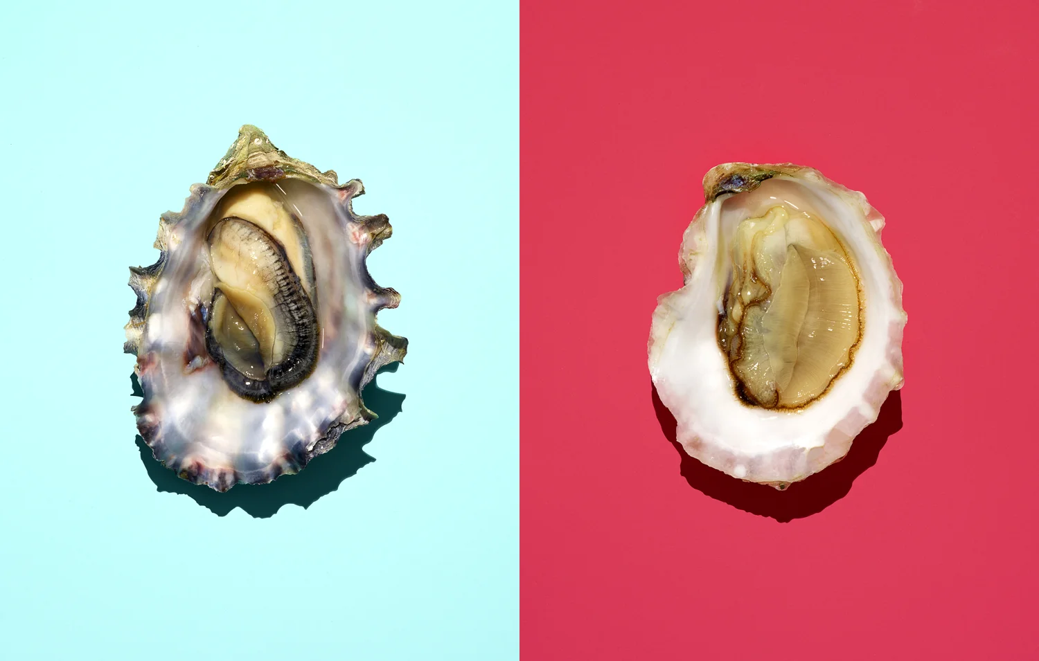 oyster diptych color final.jpg