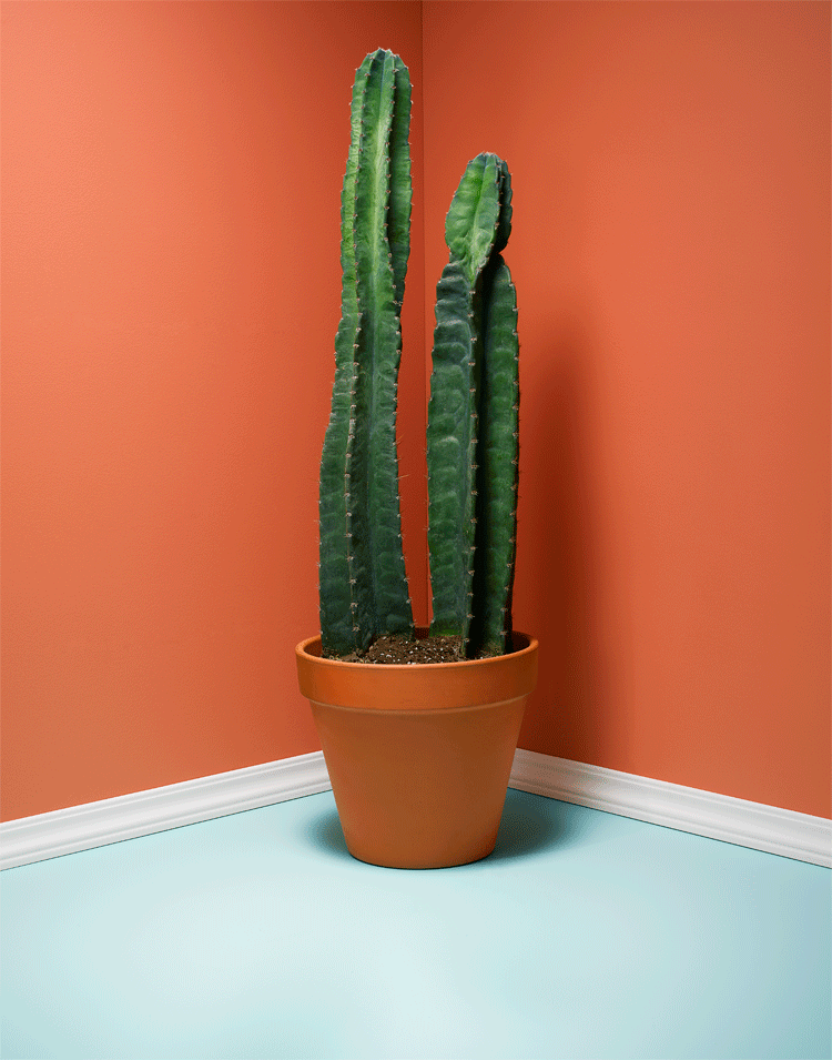 cactus-test14810-animation-final.gif