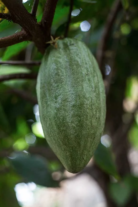 cacao_Minca_photo_tour.jpg