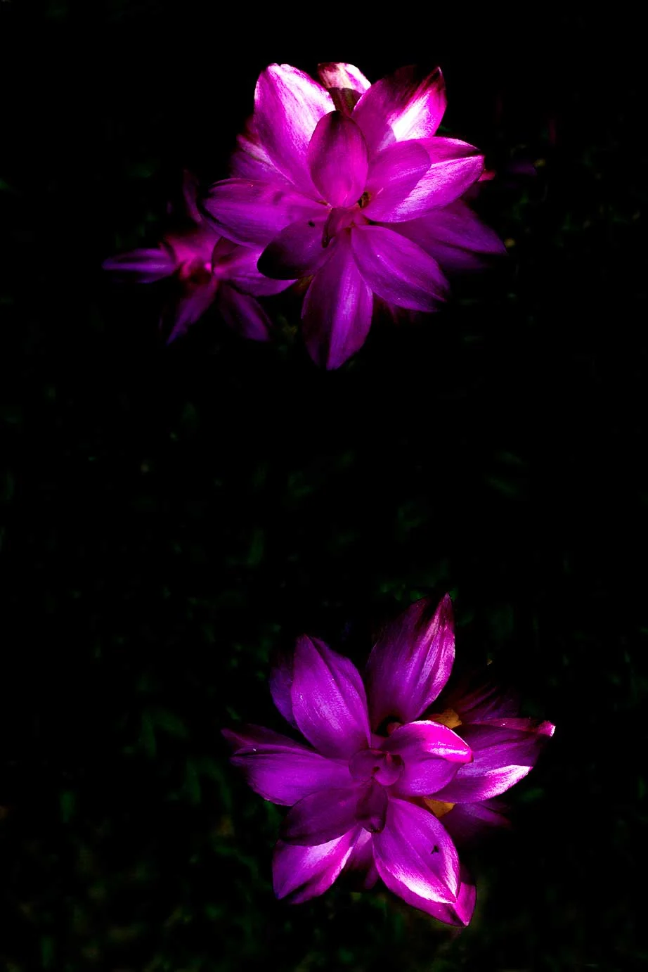 Flower_Tropical_tours_Fototrails_Minca.jpg