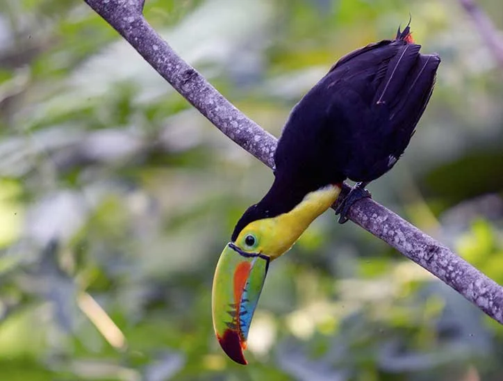 tucan_fototrails_Minca_El_faunal.jpg