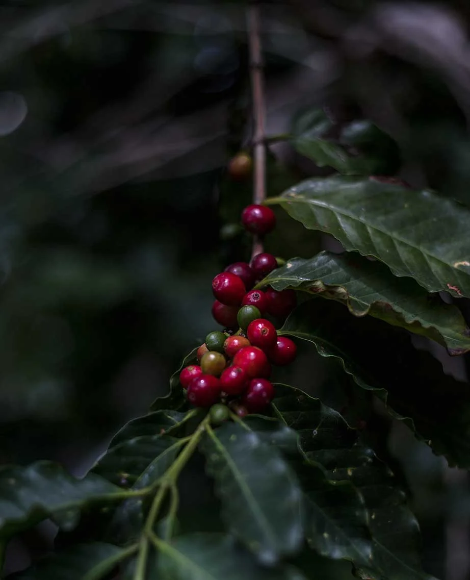 Cafe_Natasha_johl_plant.jpg