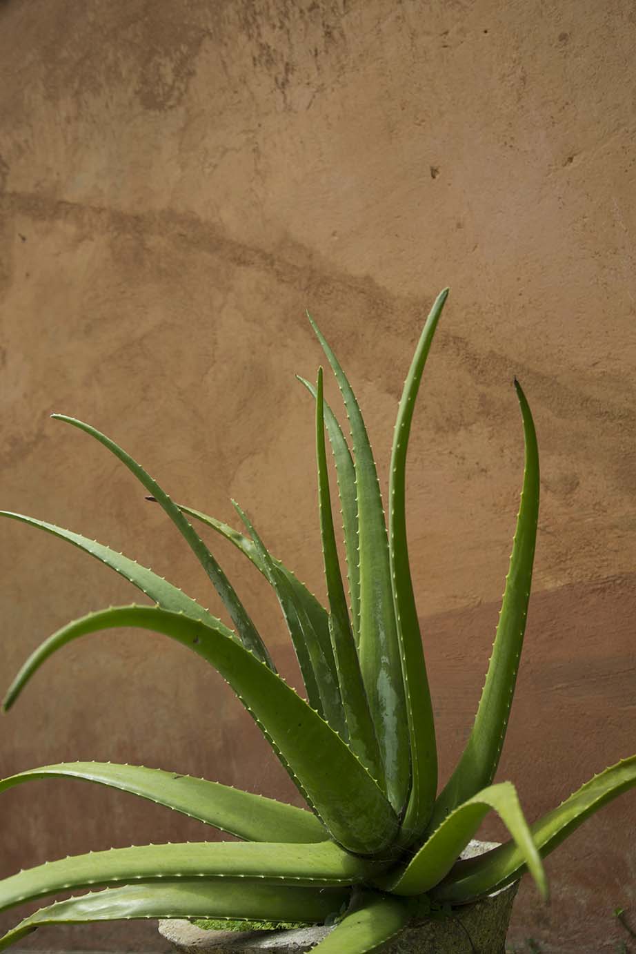 Aloe-vera.jpg