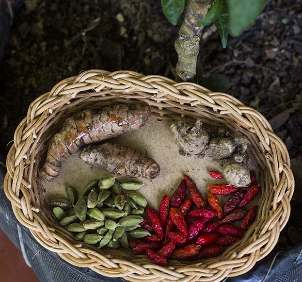 herbs-iguanasoul.jpg