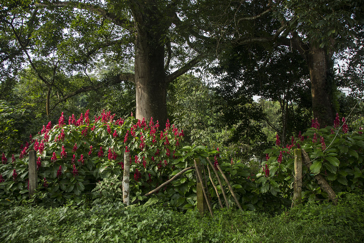 garden_river.jpg