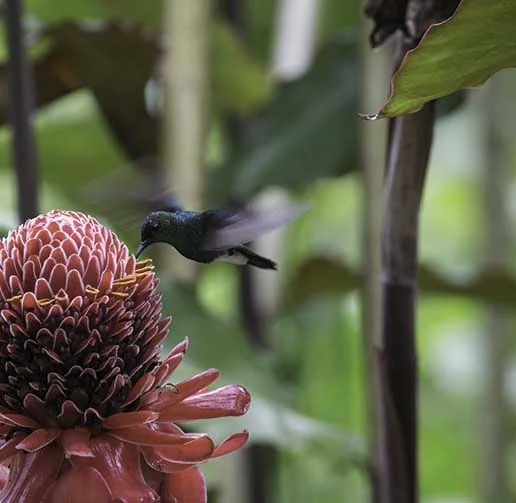 Hummingbird_Natasha-Johl.jpg